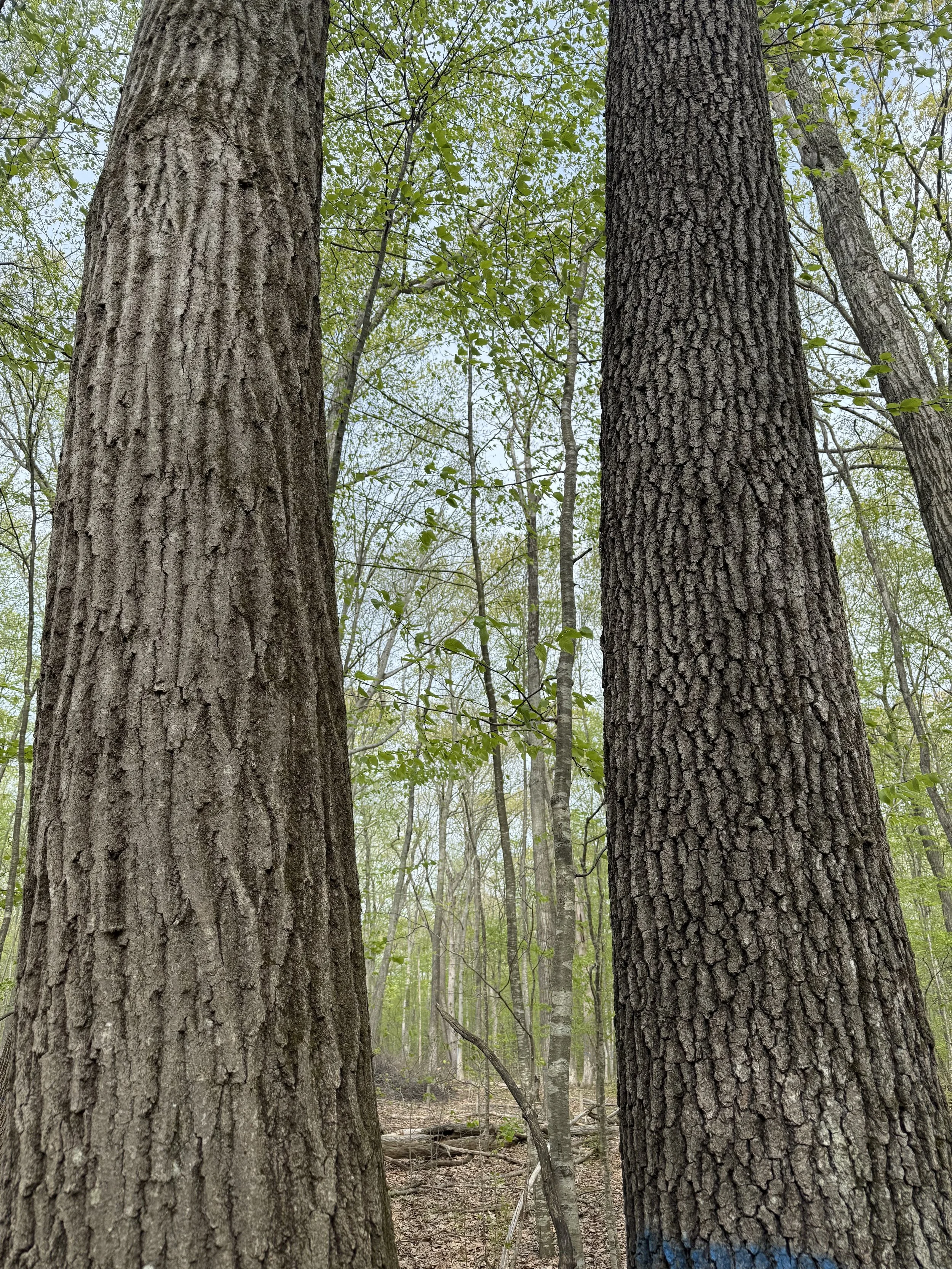 A red oak and black oak growing side by side 