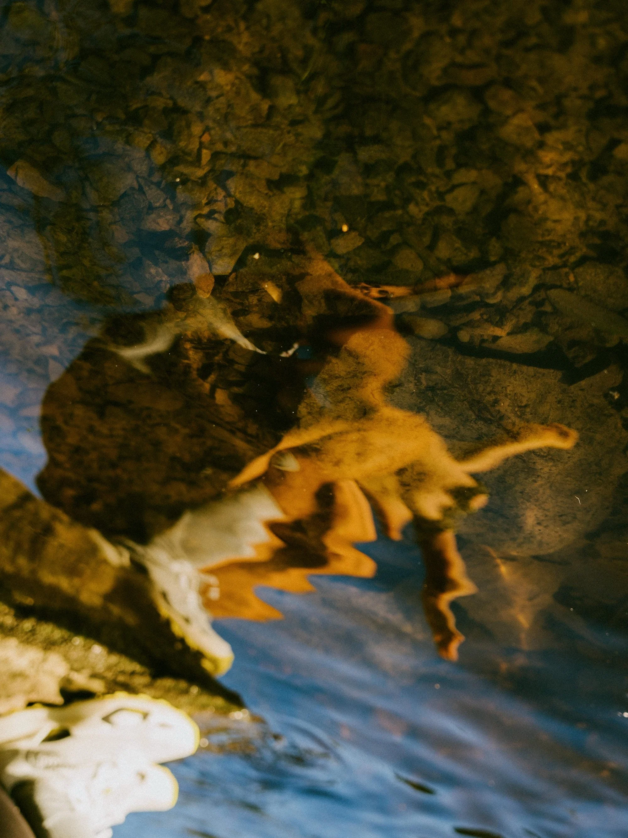 Feuilles mortes au bord de l'eau, reflet des arbres et du ciel dans l'eau