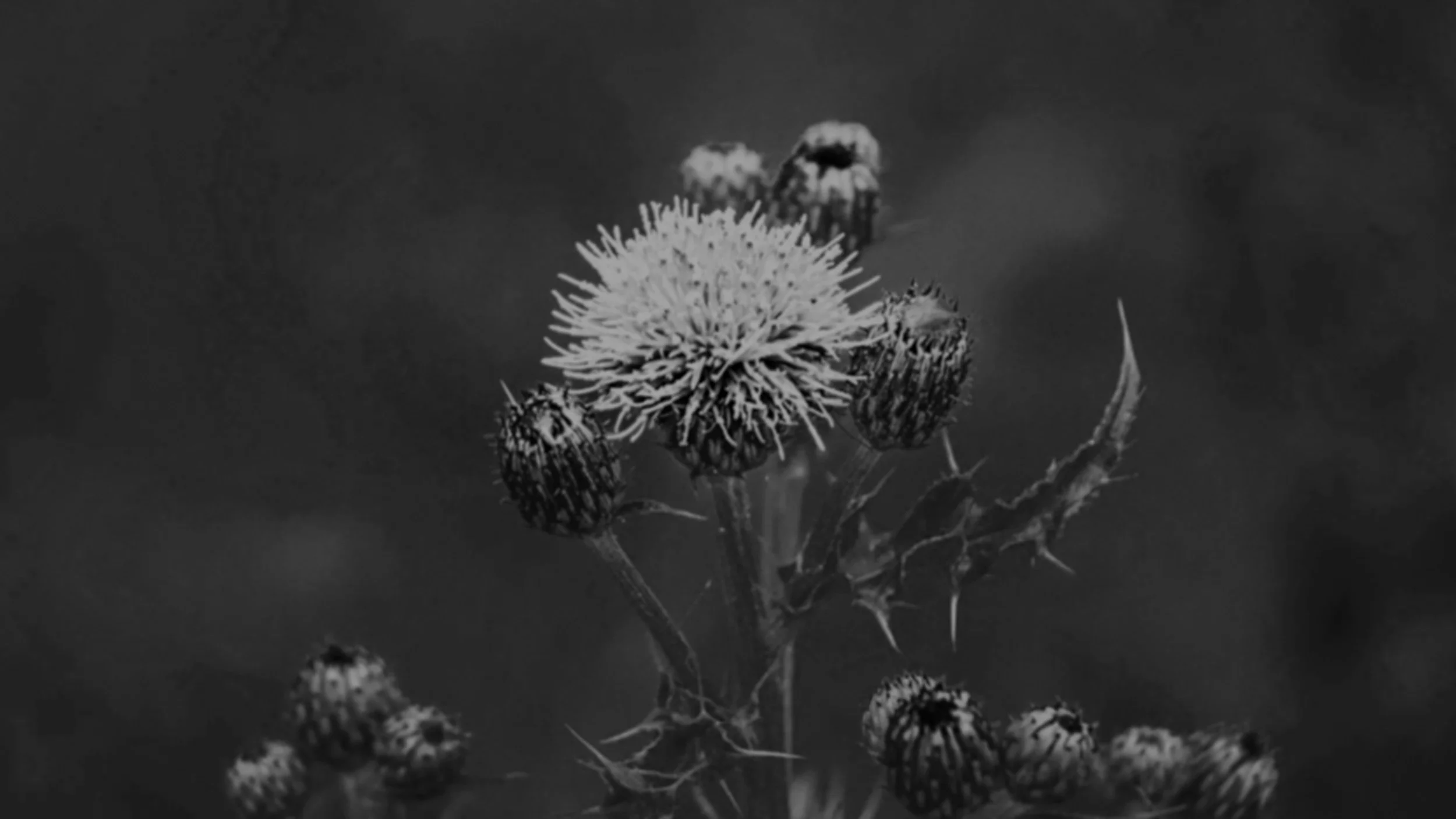 black & white photograph of Thistles