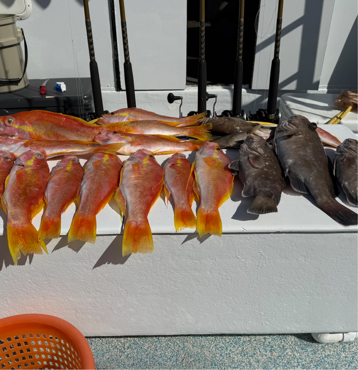Several freshly caught fish, including pink and orange fish on the left and darker fish on the right, laid out on a white surface with fishing rods in the background.