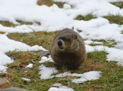 Groundhog Day: The History of a Modern Holiday