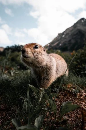 Punxsutawney Phil and Groundhog Day