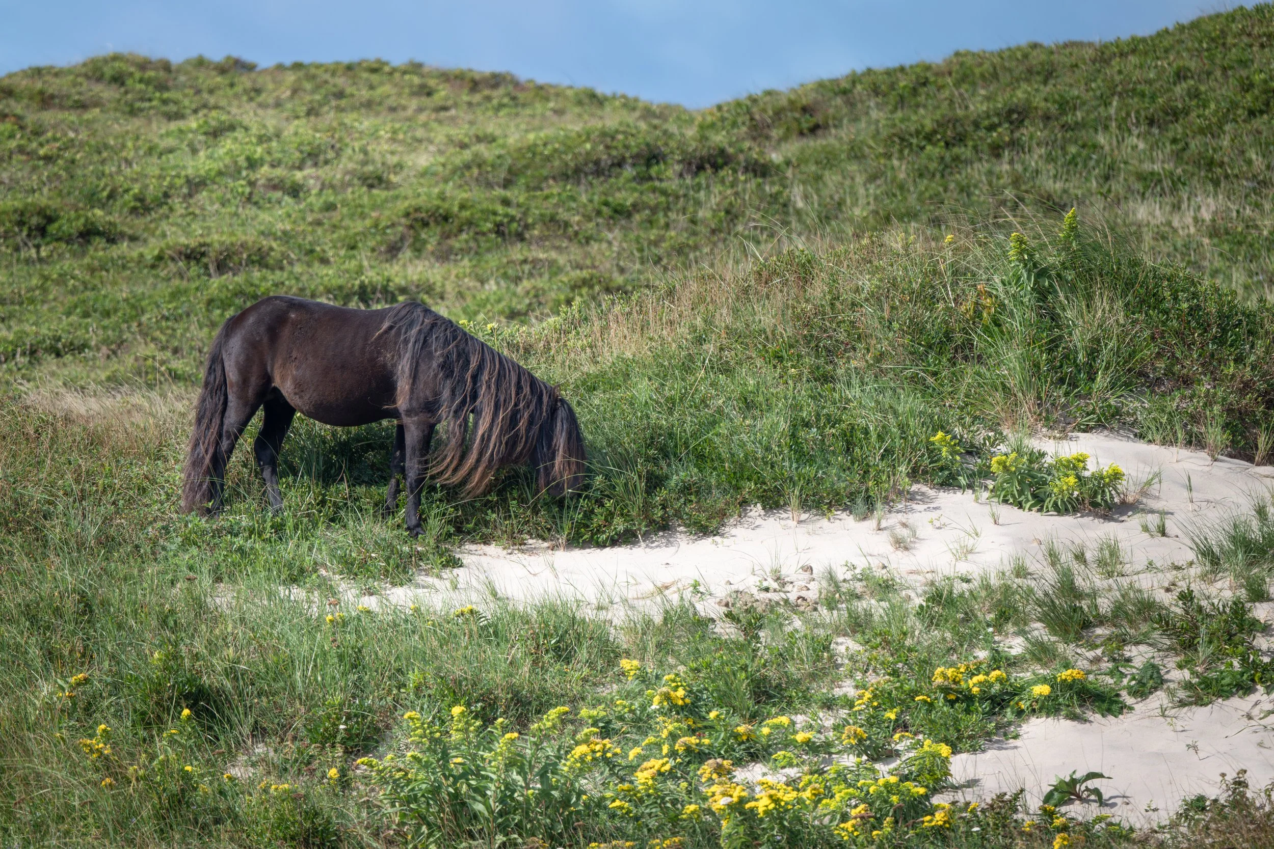 2025-09-12 Sable Island-2.jpg