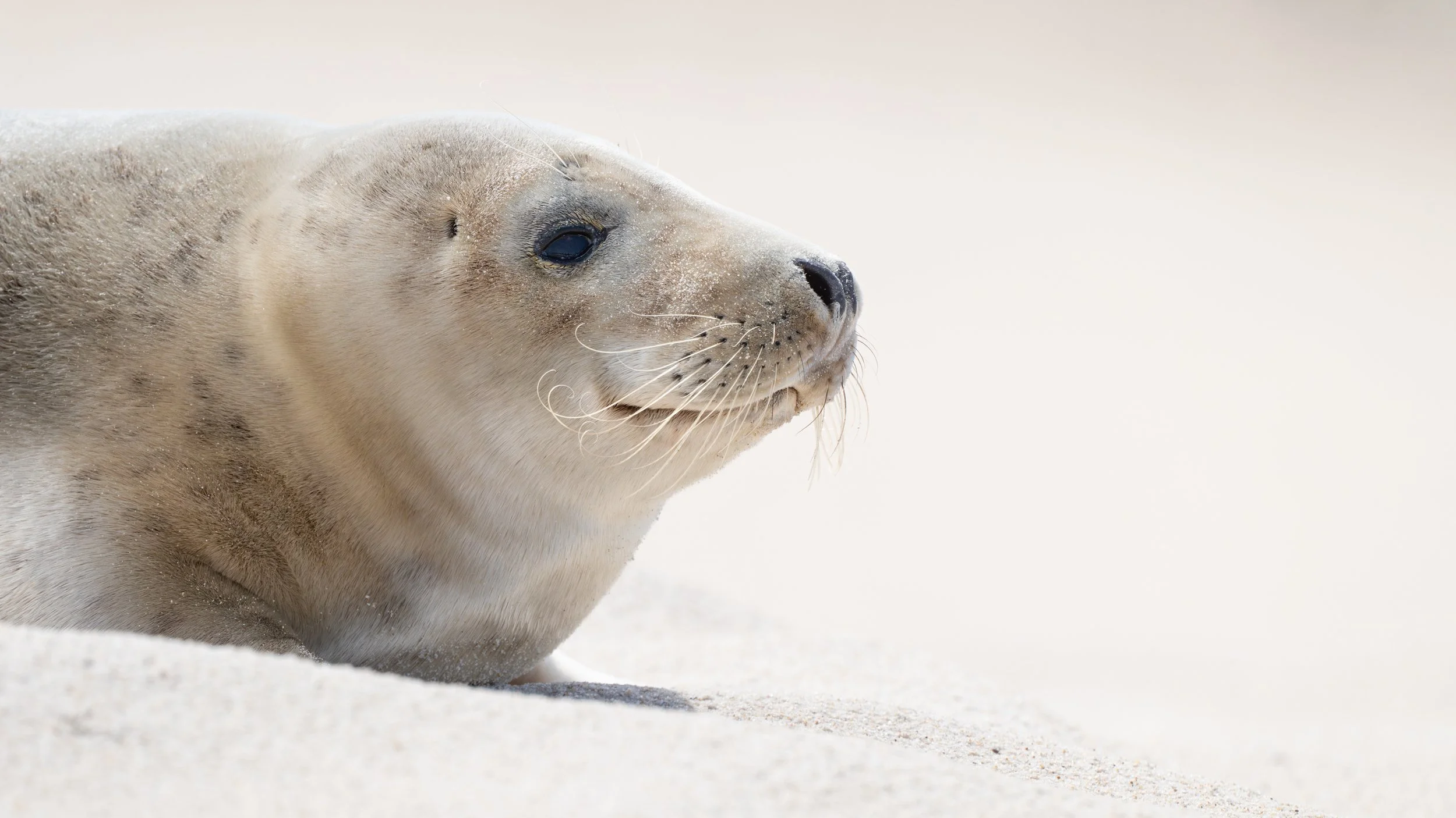 2025-09-12 Sable Island-33.jpg