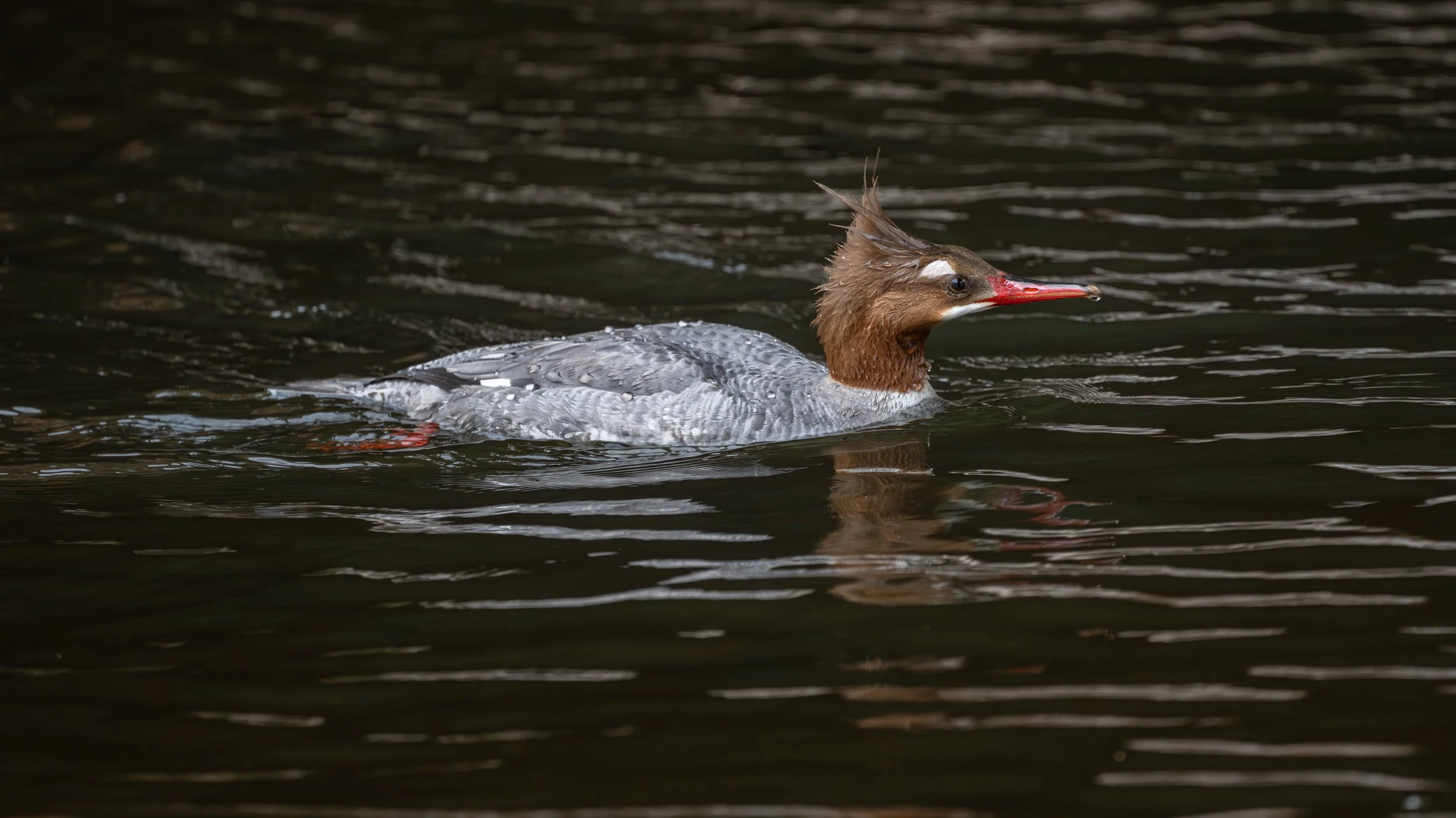 Female common merganser swimming on dark water, Mud Lake, Ottawa