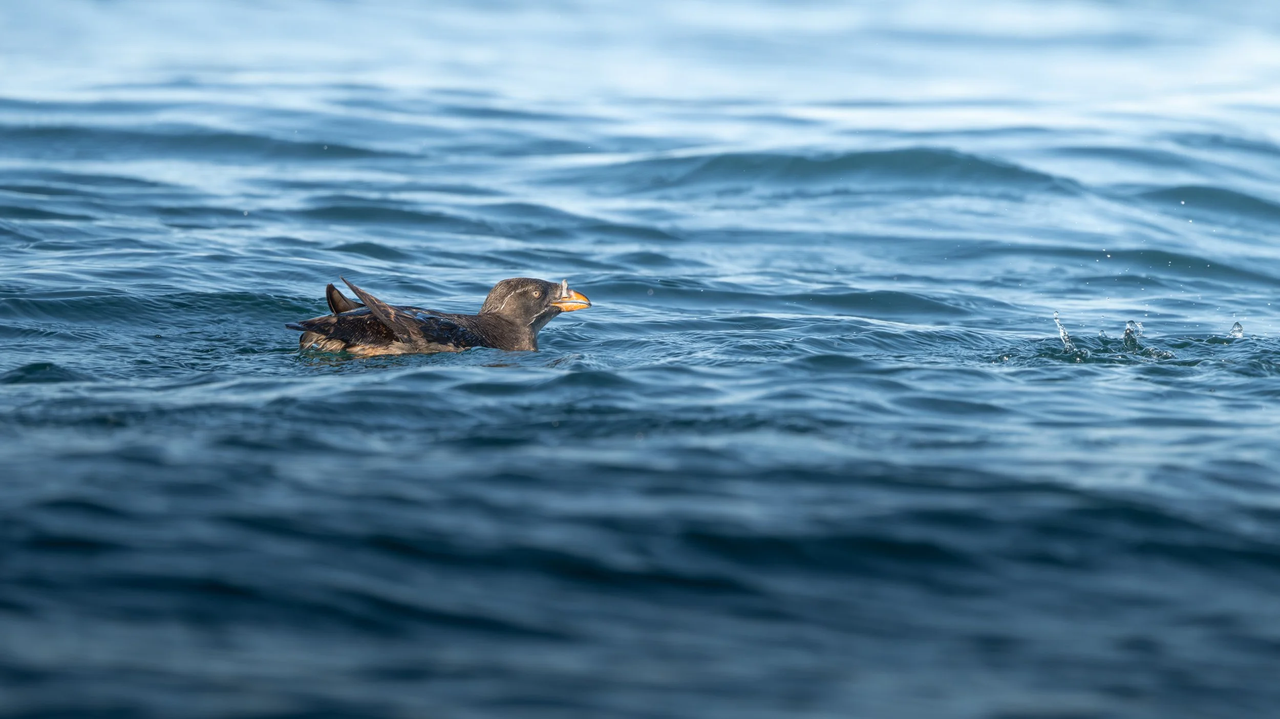 2025-08-03 Vancouver Island-_DSC4292.jpg