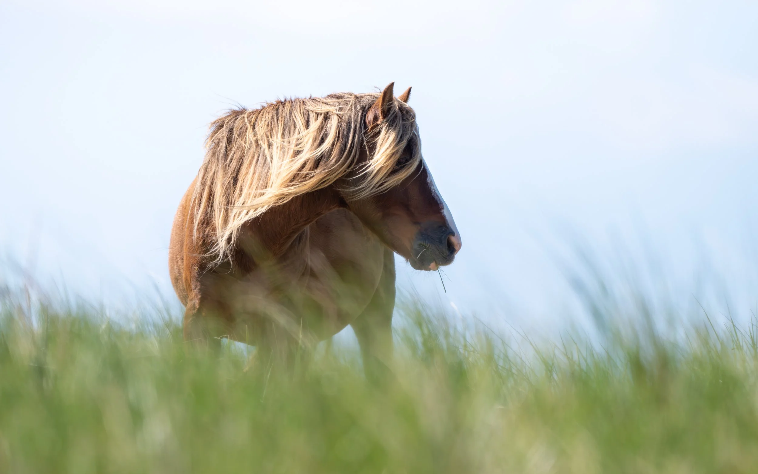 2025-09-12 Sable Island-18.jpg