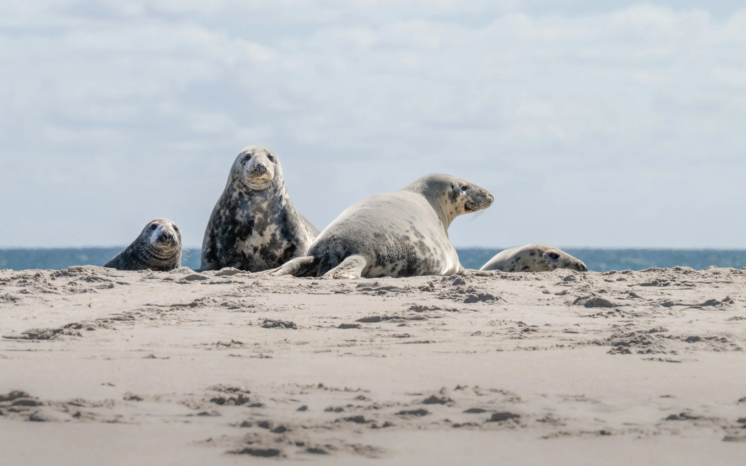 2025-09-12 Sable Island-57.jpg