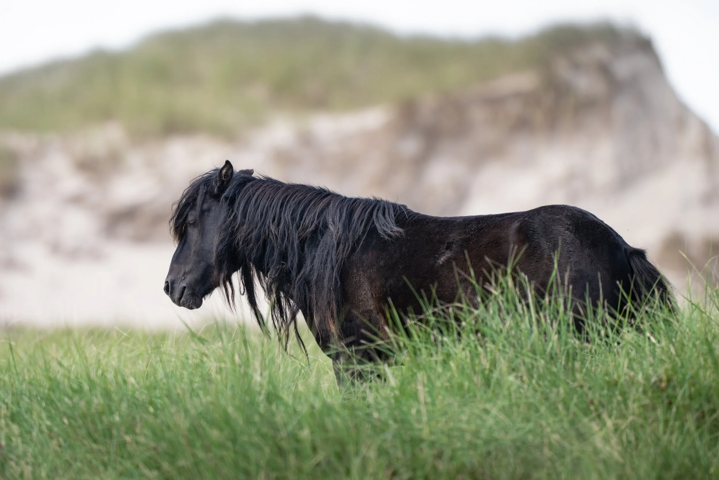 2025-09-12 Sable Island-24.jpg