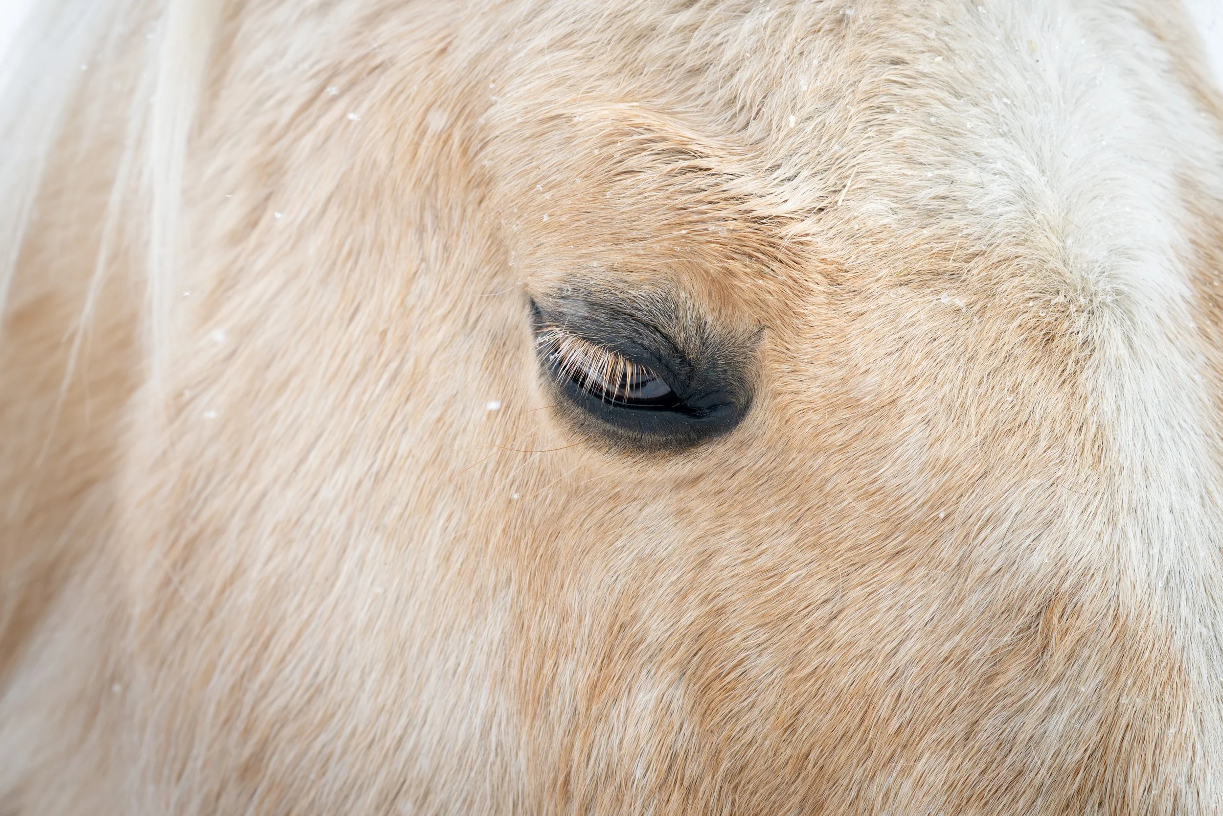 2026-02-22 Spirit Horses-10.jpg