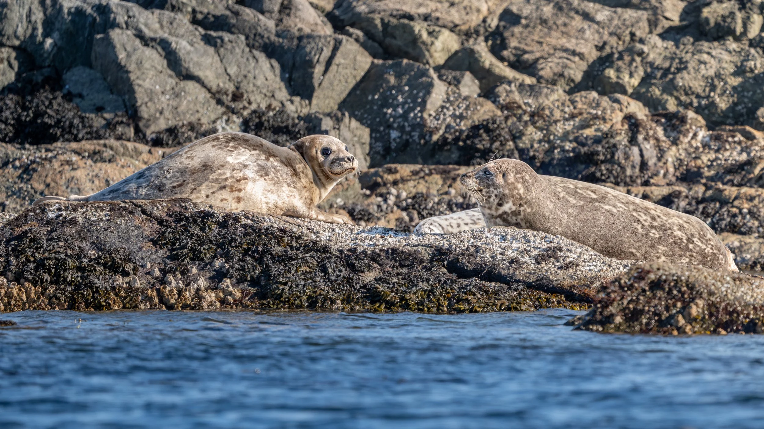 2025-08-03 Vancouver Island-_DSC3600.jpg