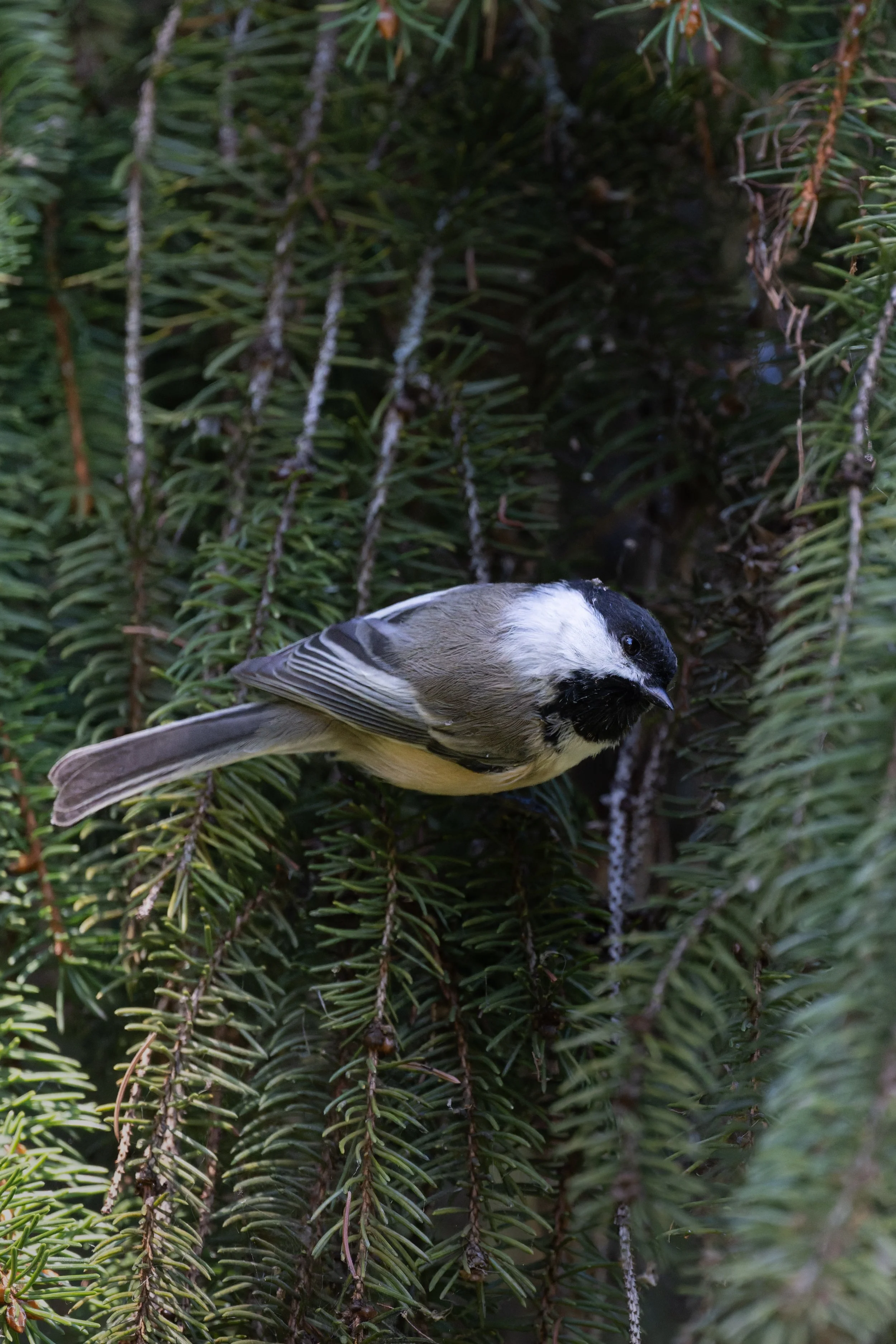 Black-capped chickadee leaning forward among spruce needles, Mud Lake, Ottawa