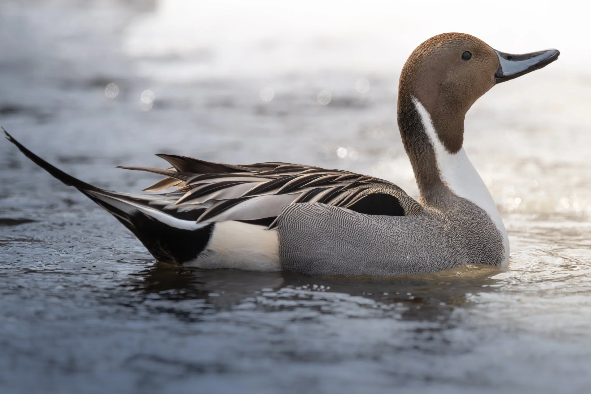 2026-03-05 Pintails-DSC_2187.jpg