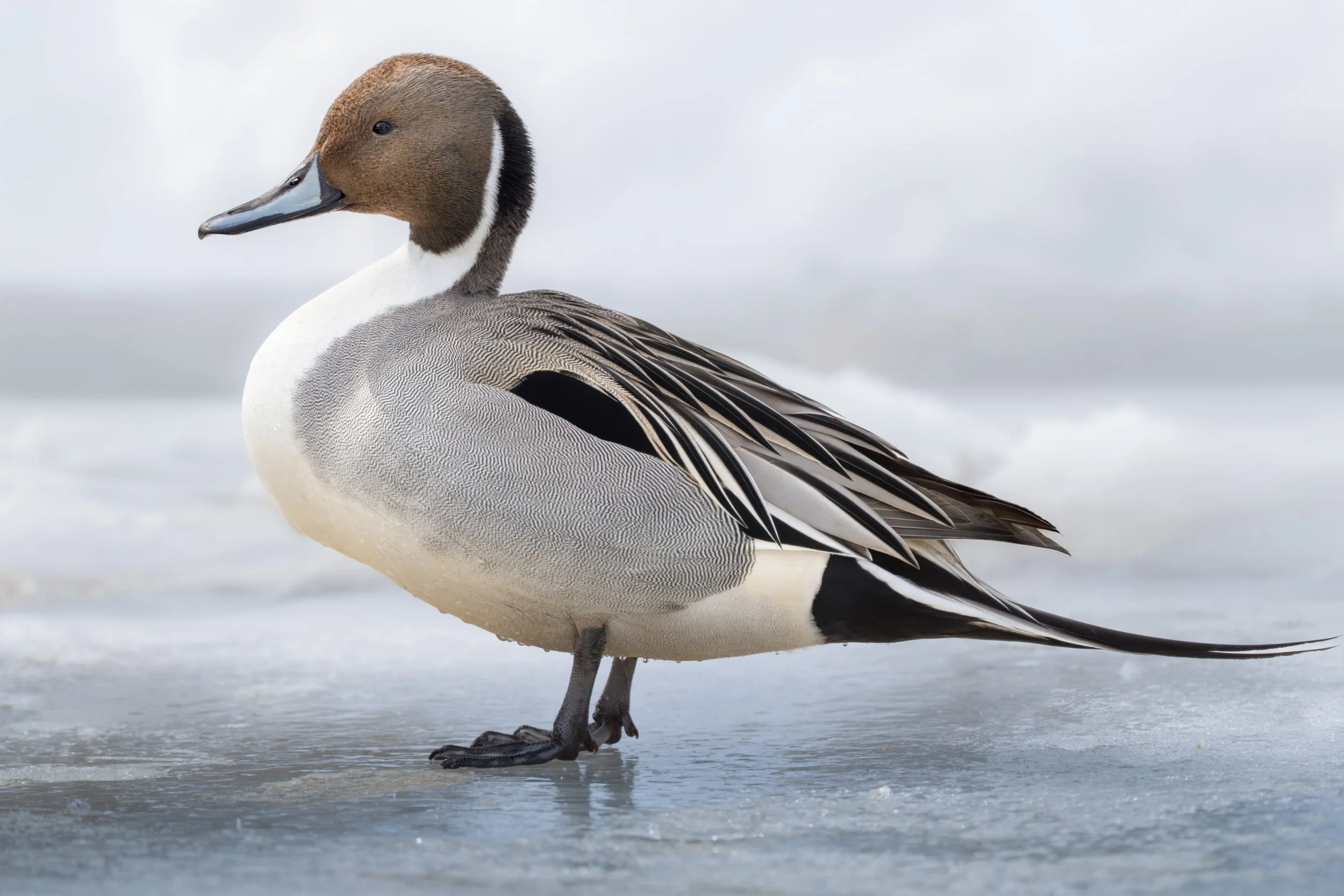2026-03-05 Pintails-DSC_2789.jpg