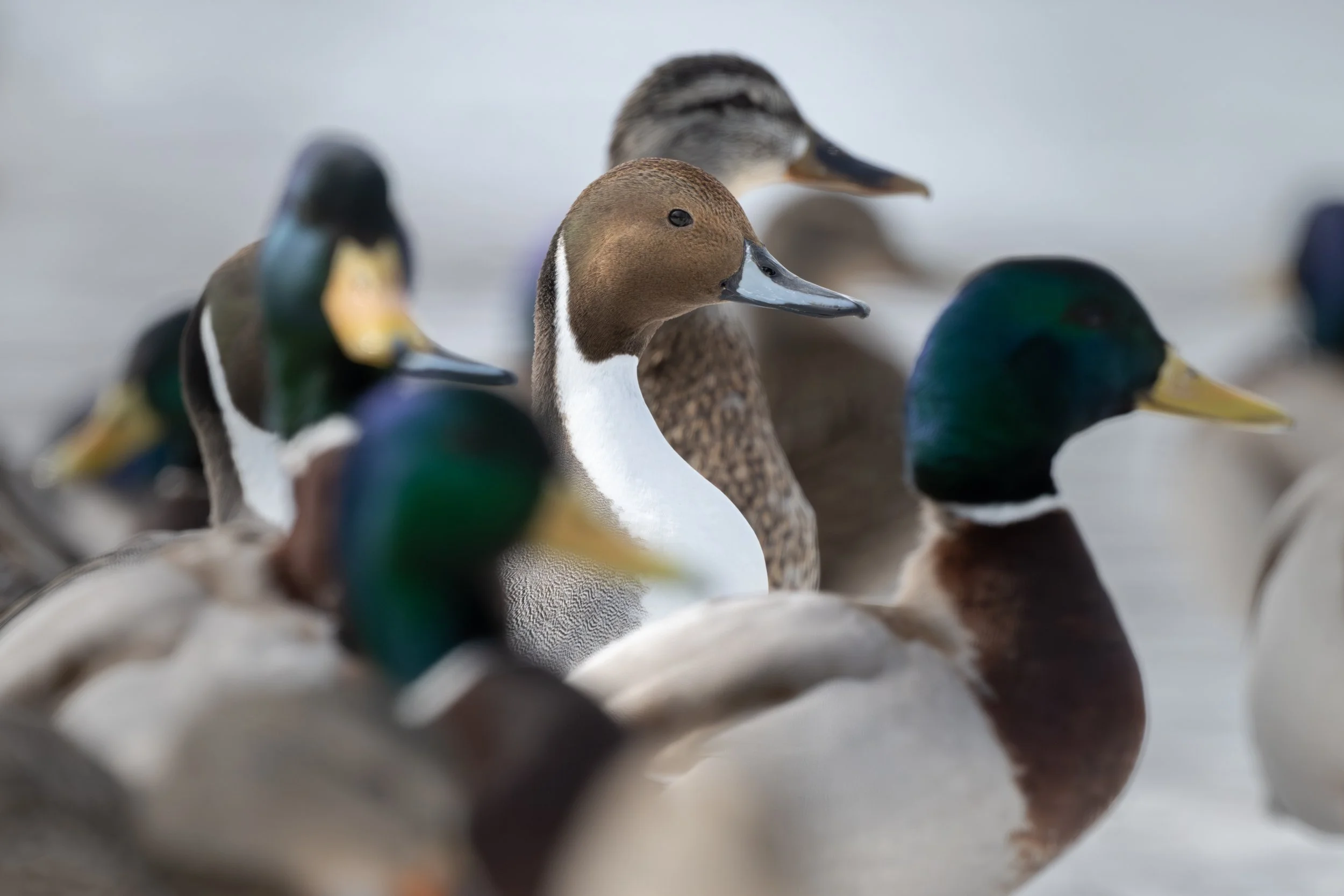 Pintail duck amongst Mallards