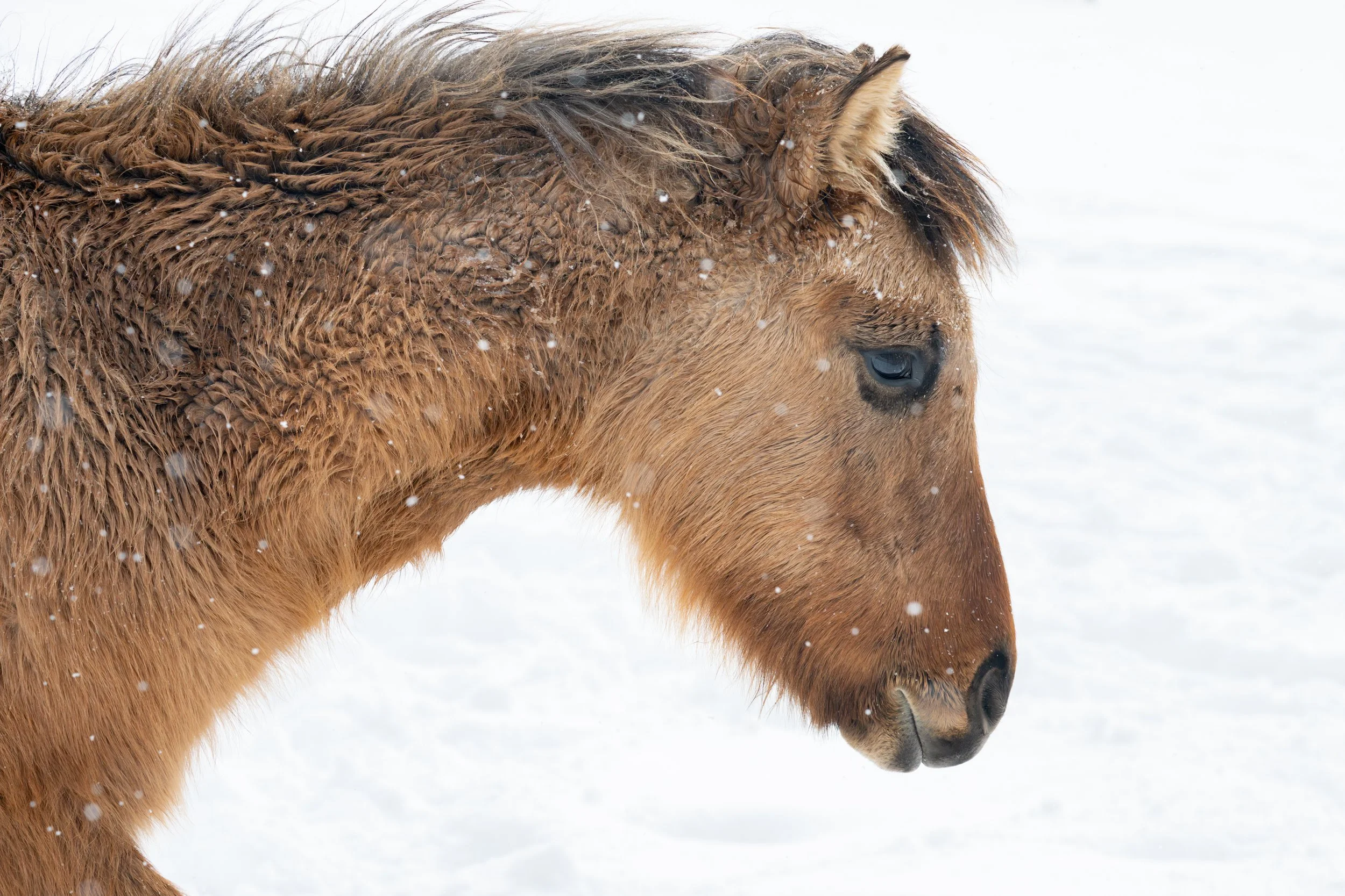 2026-02-22 Spirit Horses-22.jpg
