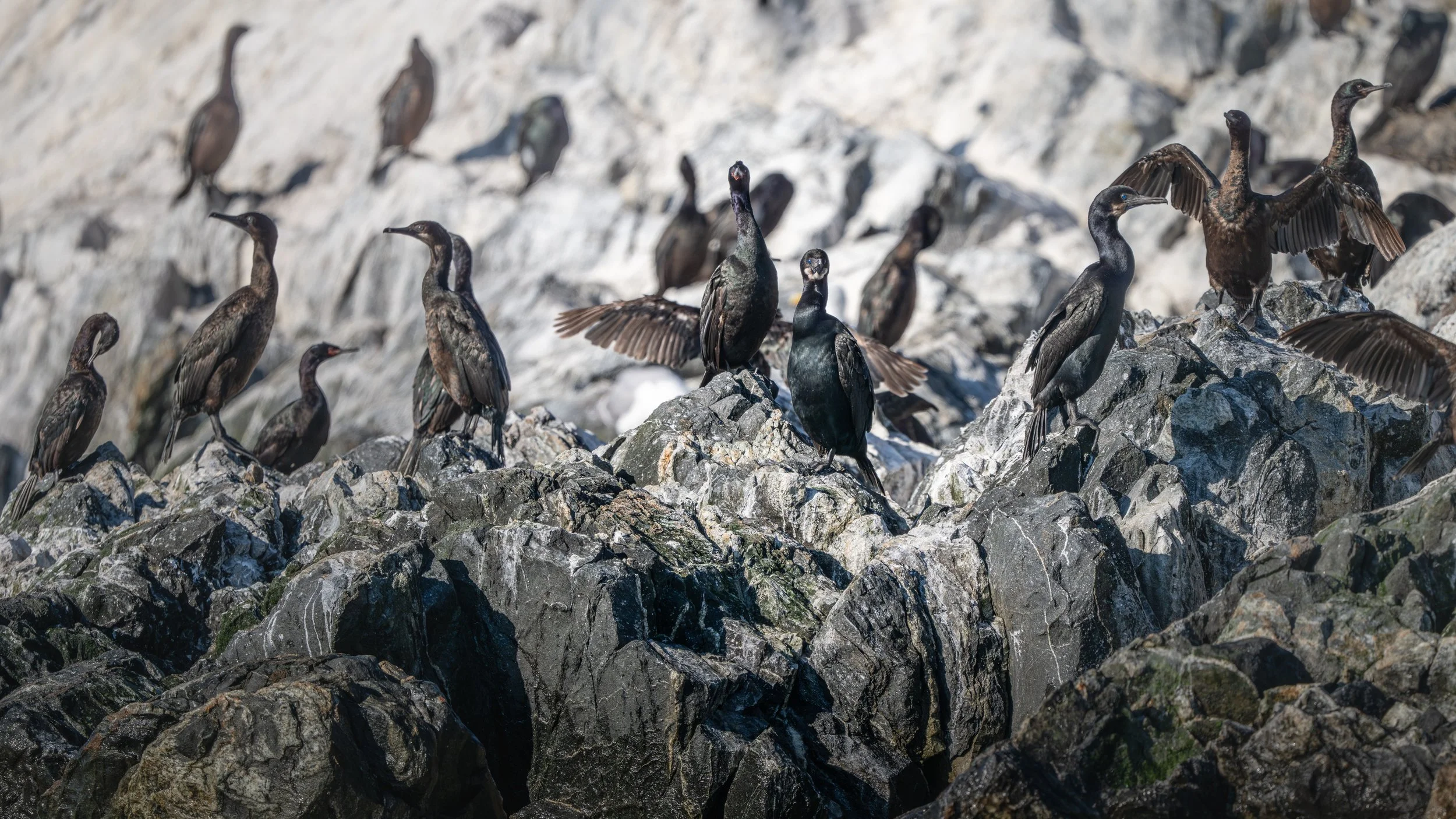 2025-08-03 Vancouver Island-_DSC4400.jpg