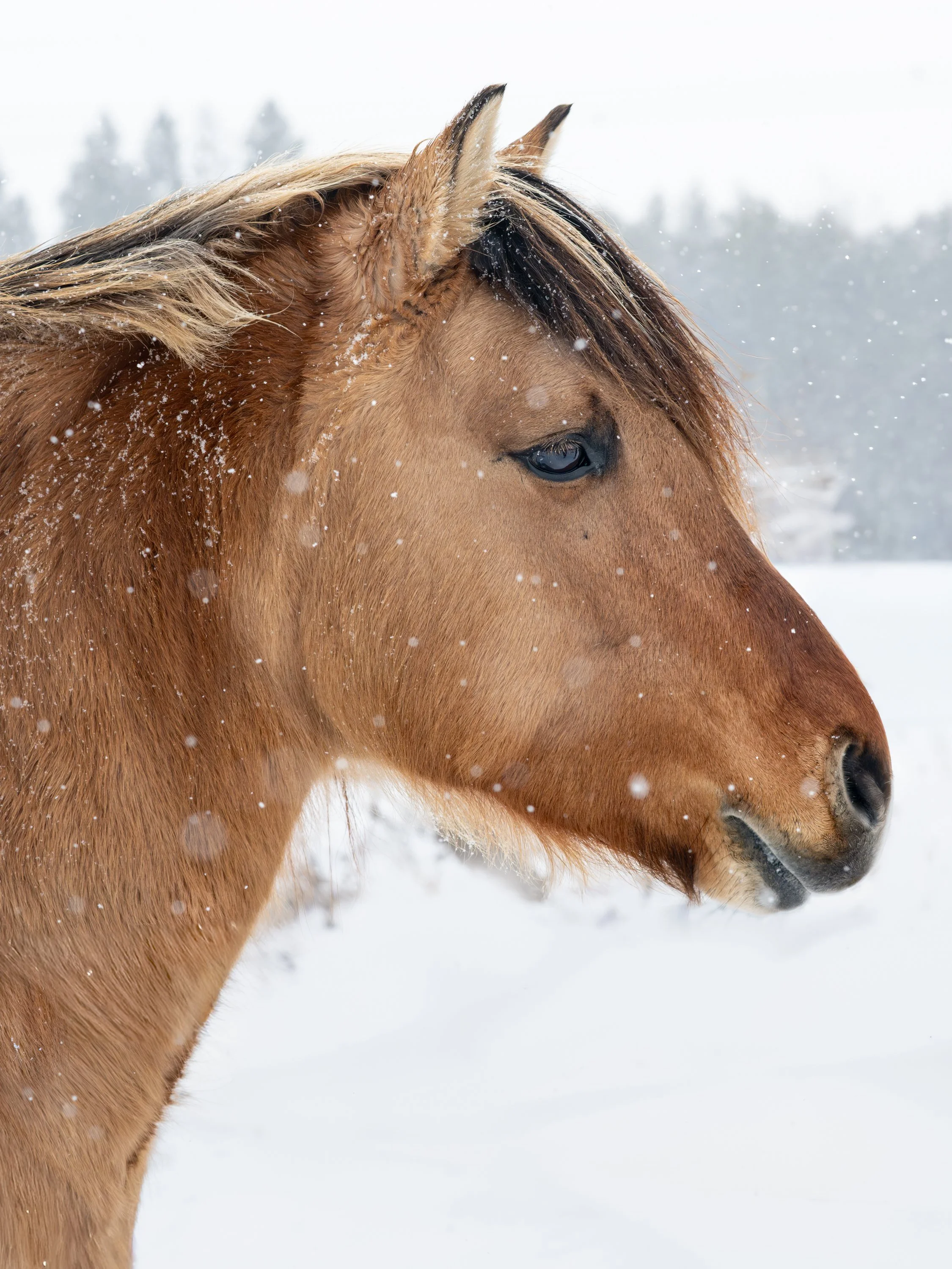 2026-02-22 Spirit Horses-11.jpg