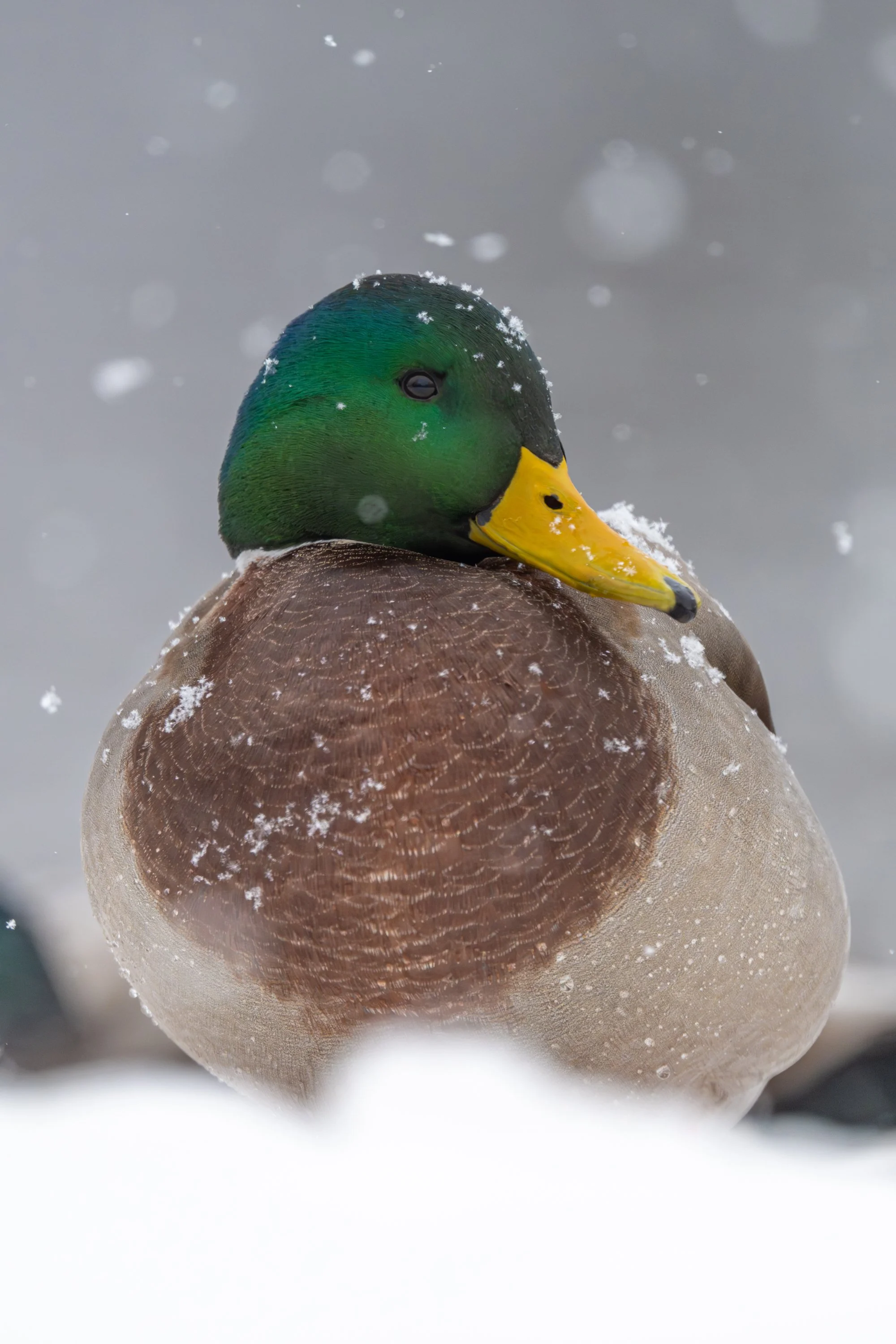 Male mallard resting in falling snow, Mud Lake, Ottawa
