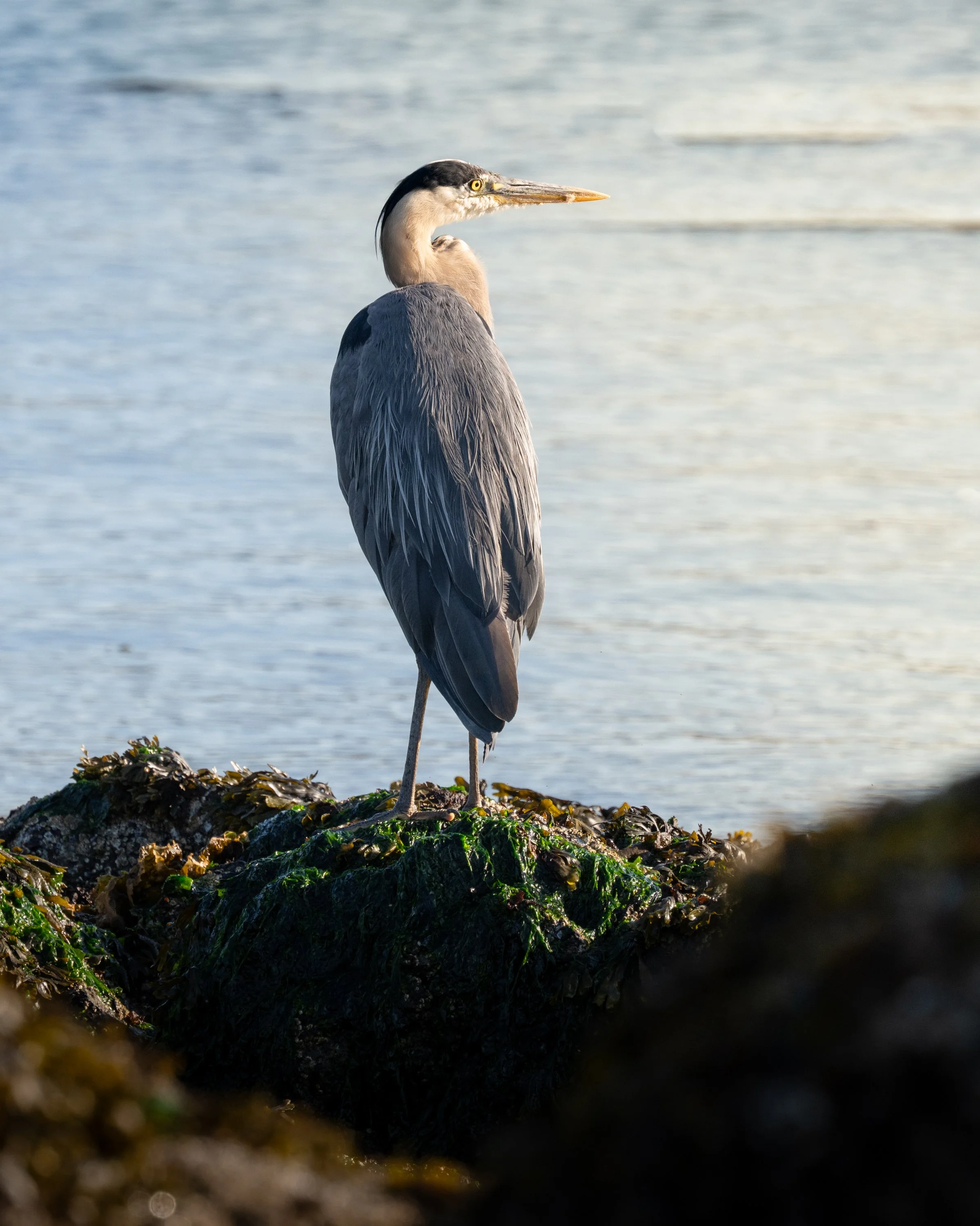 2025-08-03 Vancouver Island-_DSC1132.jpg
