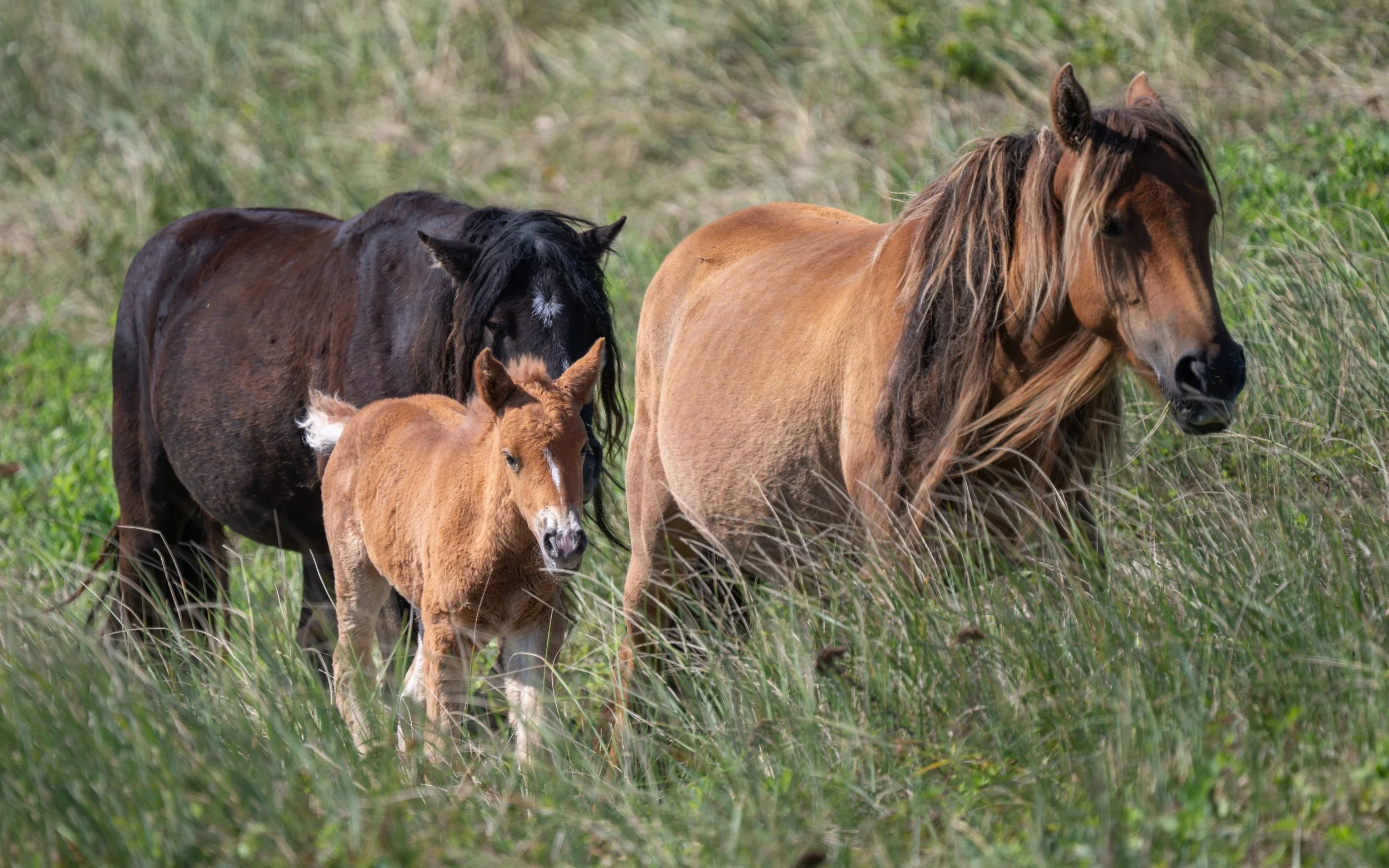 2025-09-12 Sable Island-35.jpg