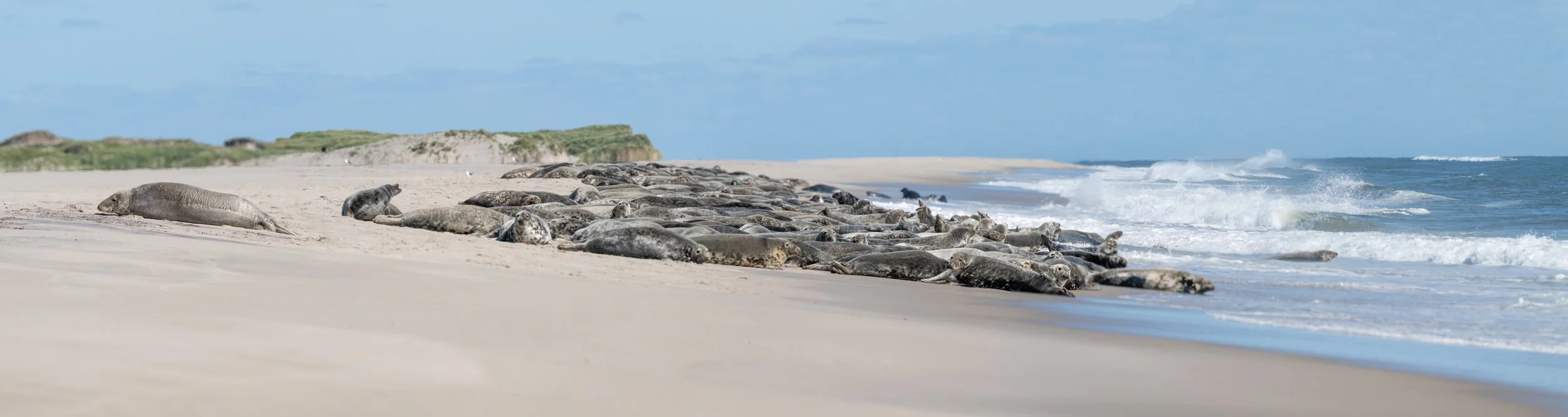 2025-09-12 Sable Island-50.jpg