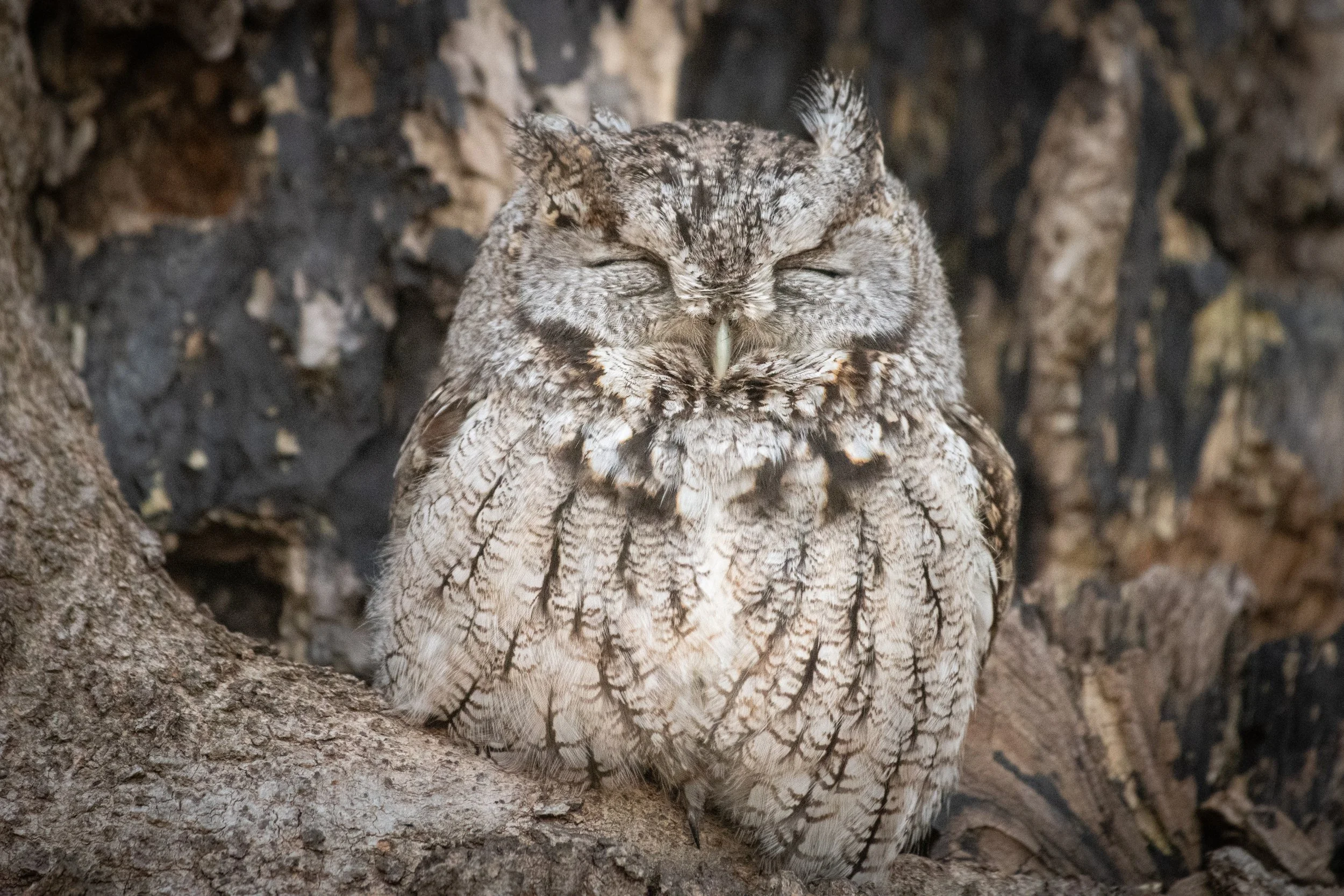 Eastern screech-owl resting with eyes closed in a tree cavity, Mud Lake, Ottawa