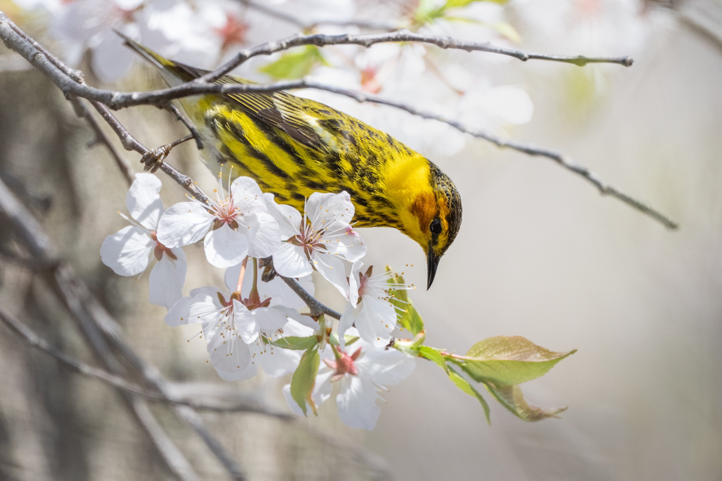 Cape May warbler reaching down through white blossoms, Mud Lake, Ottawa