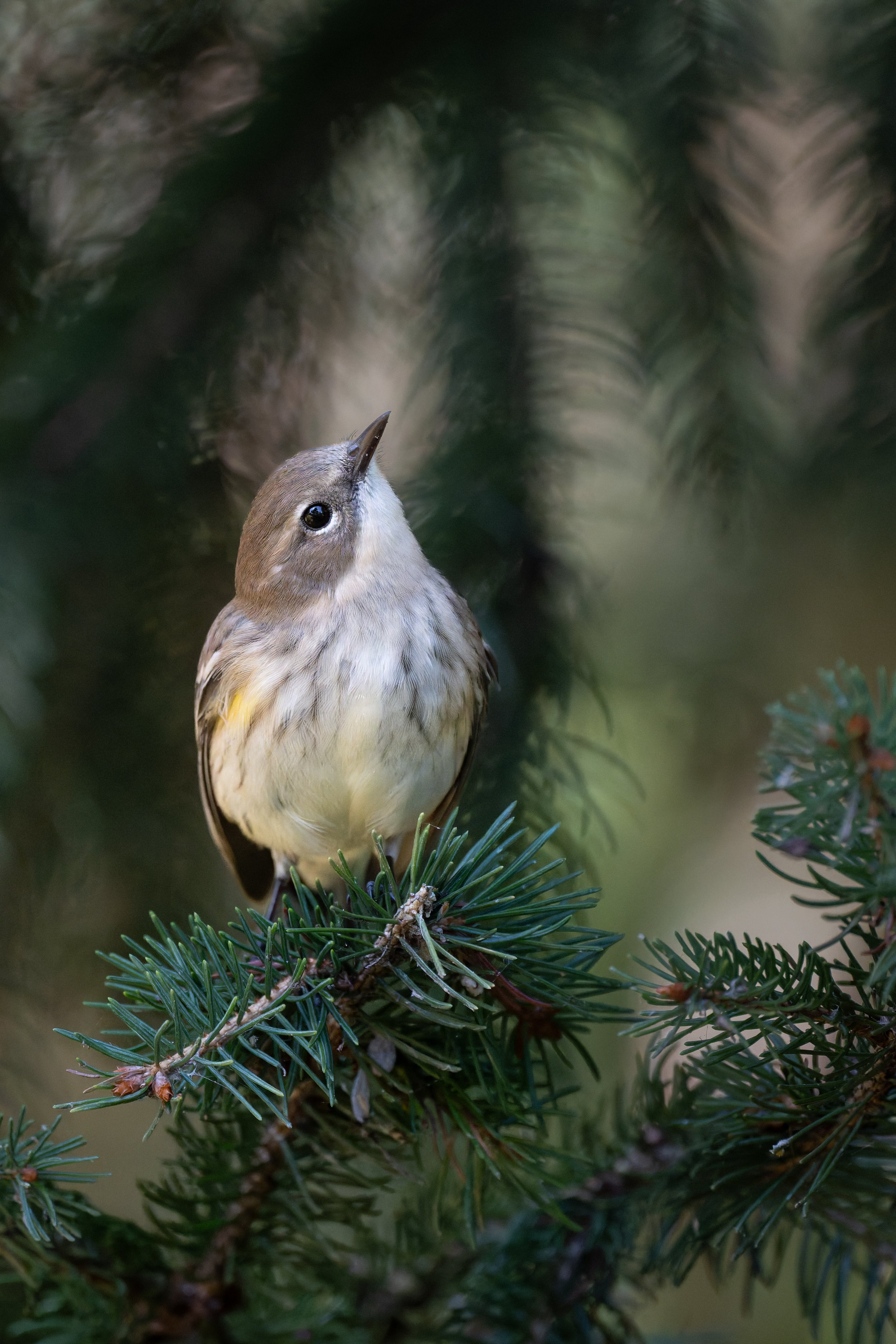 Yellow-rumped warbler in fall plumage perched on spruce, looking up, Mud Lake, Ottawa