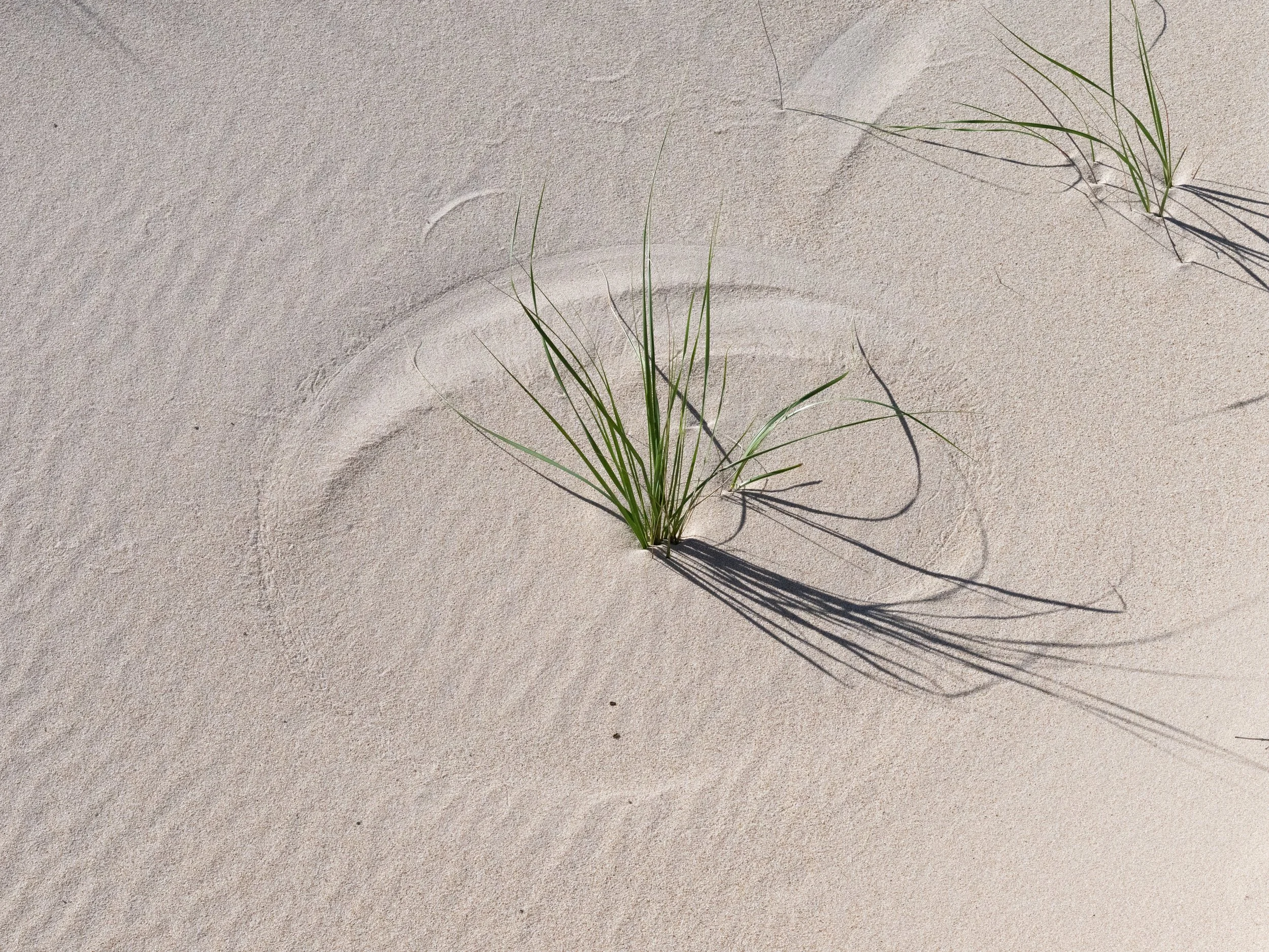 2025-09-12 Sable Island-60.jpg