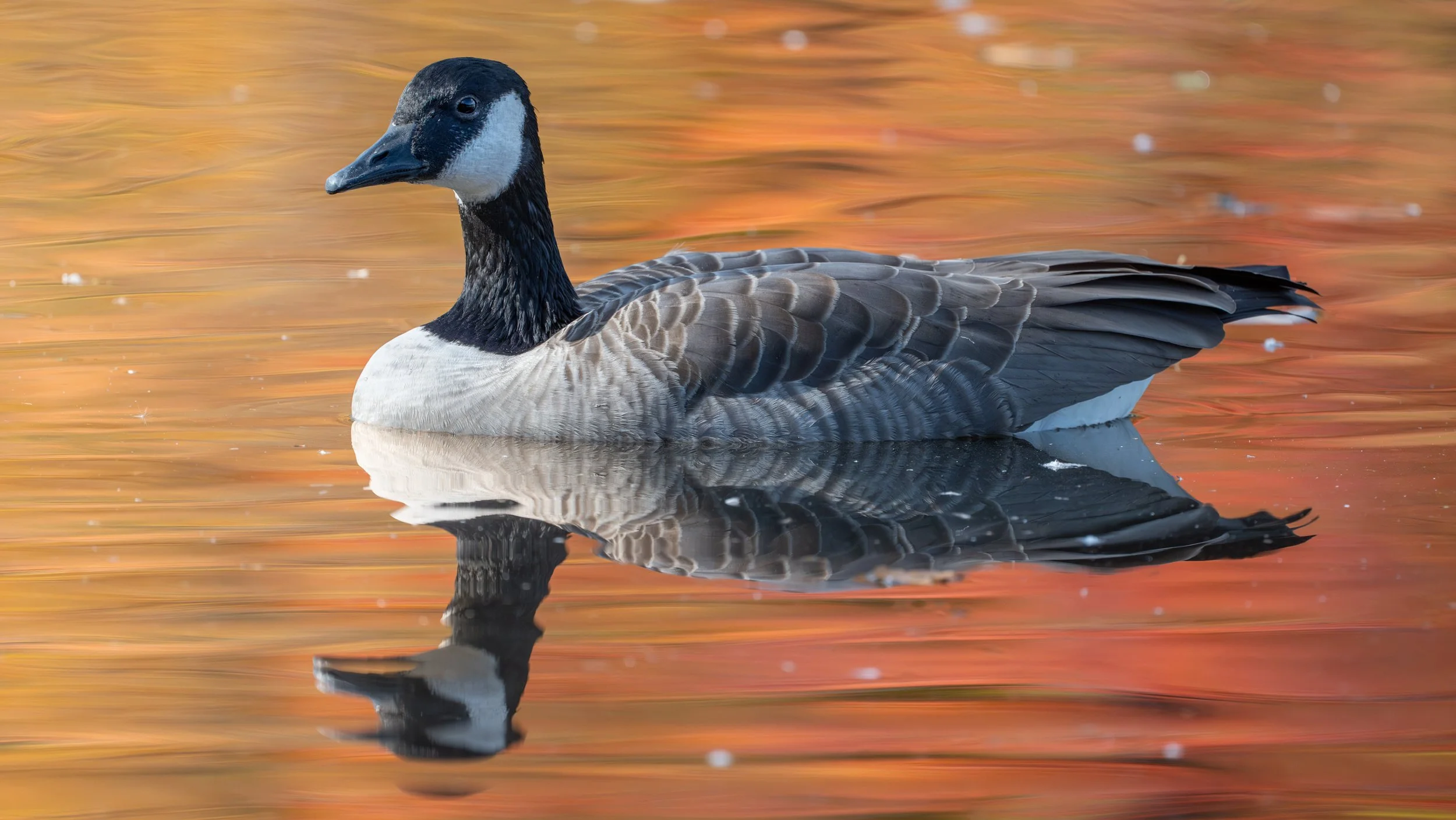 Canada goose gliding on water reflecting orange autumn colour, Mud Lake, Ottawa