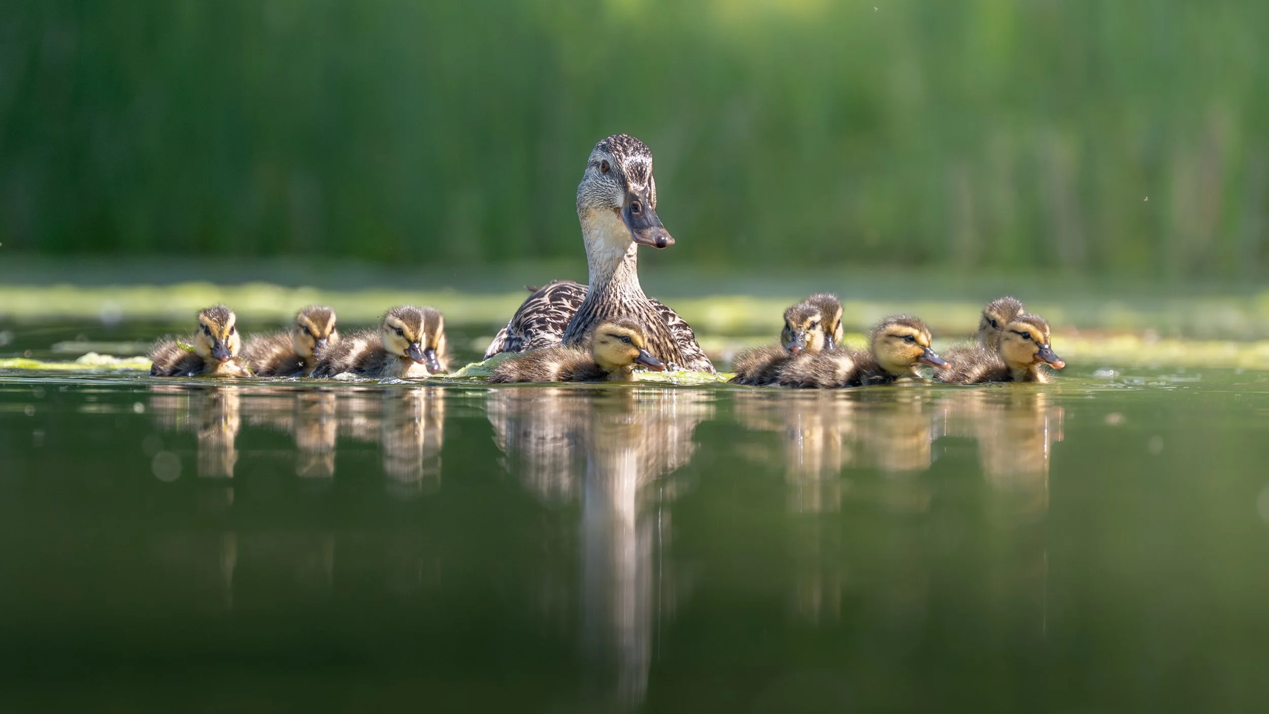 Female mallard leading a line of ducklings across calm green water