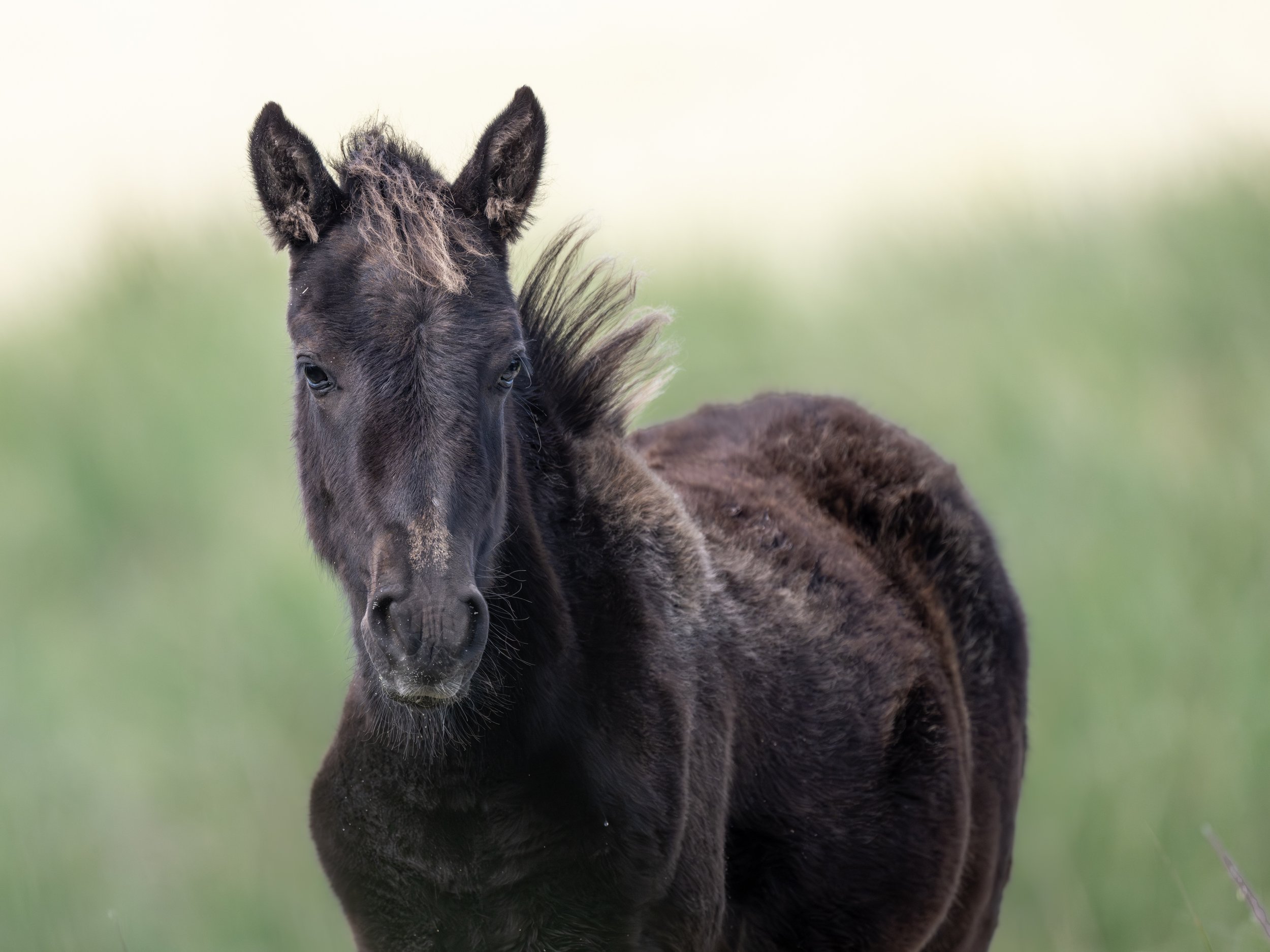 2025-09-12 Sable Island-28.jpg