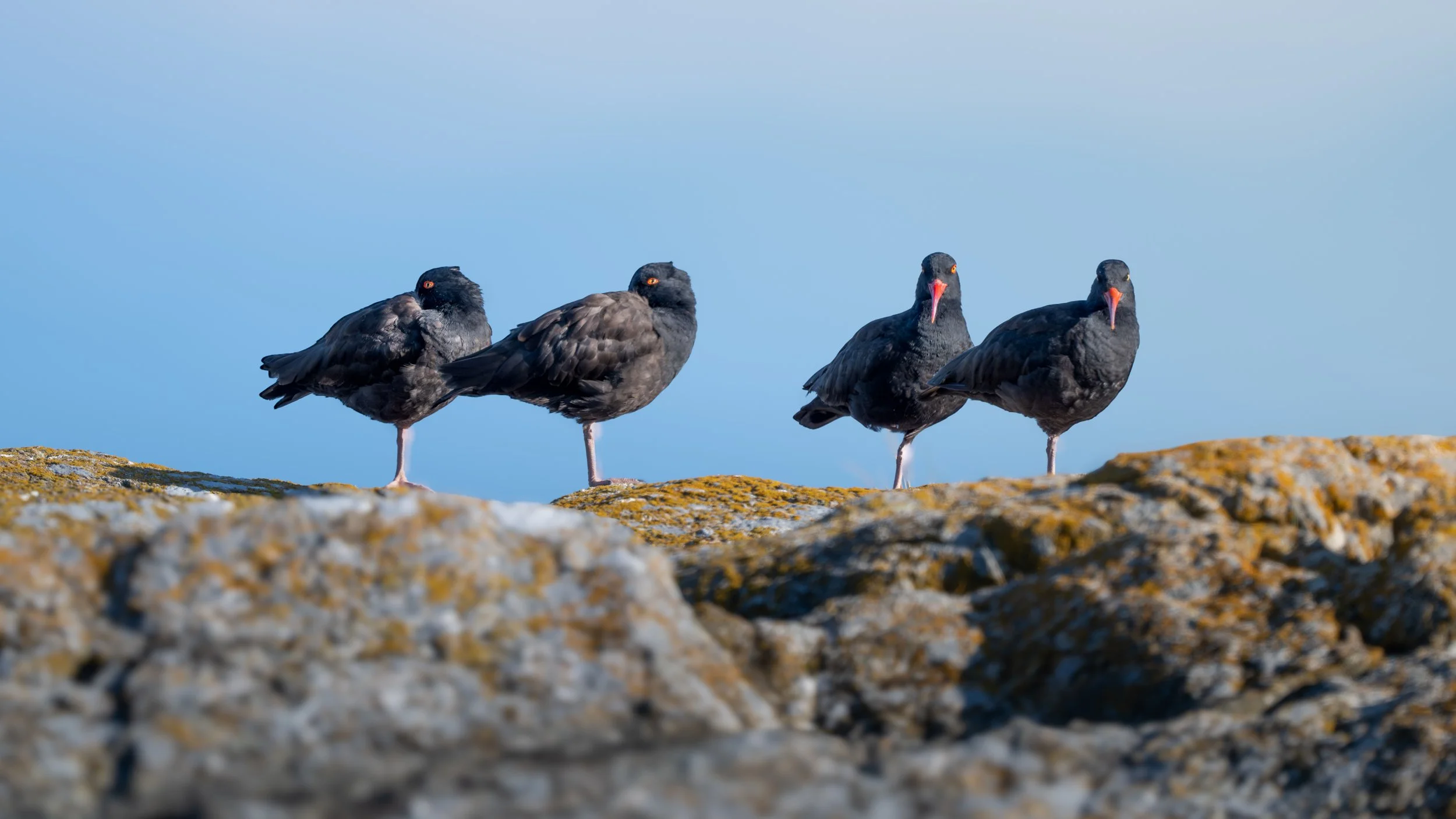 2025-08-03 Vancouver Island-_DSC1773.jpg