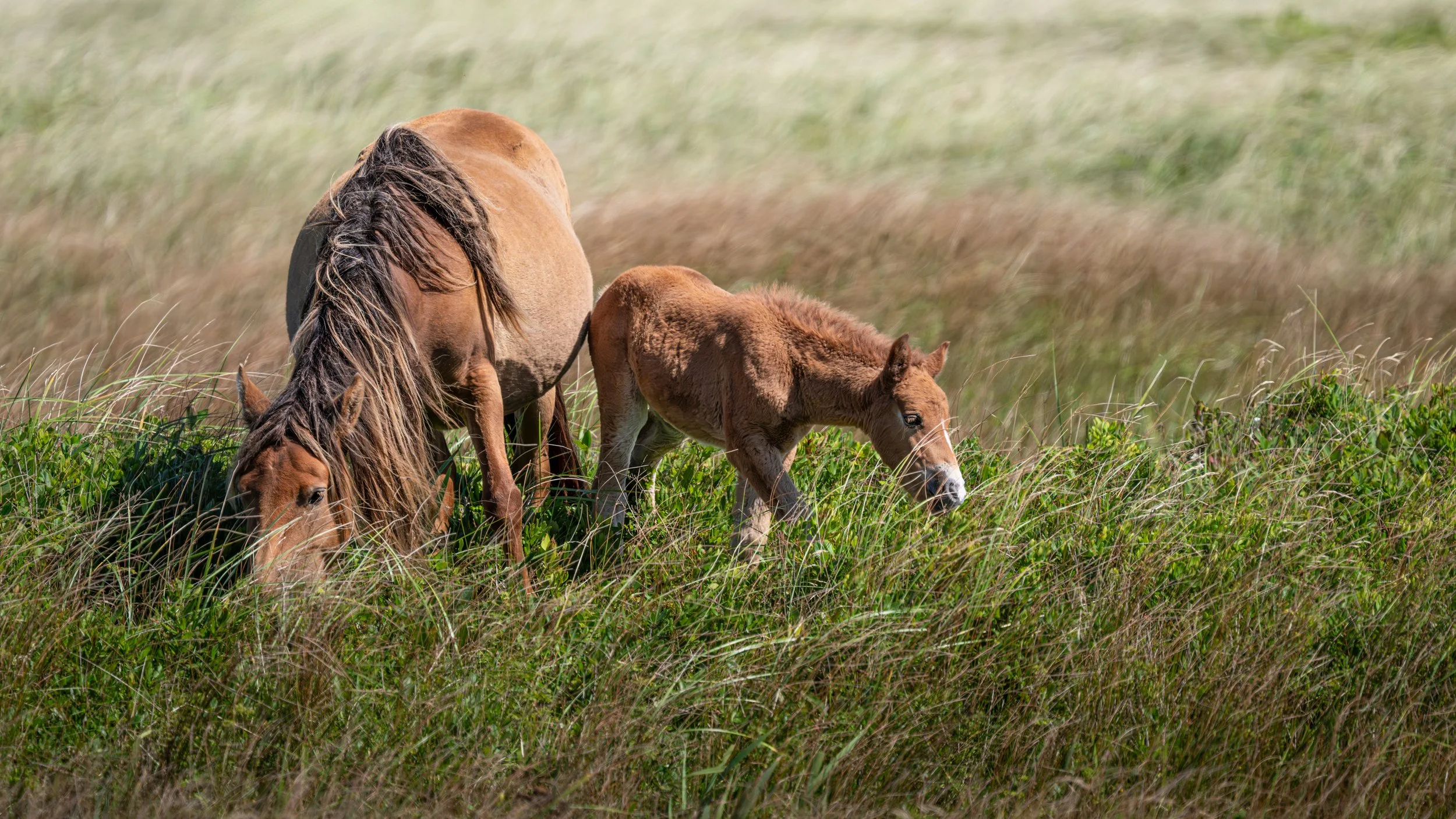 2025-09-12 Sable Island-36.jpg