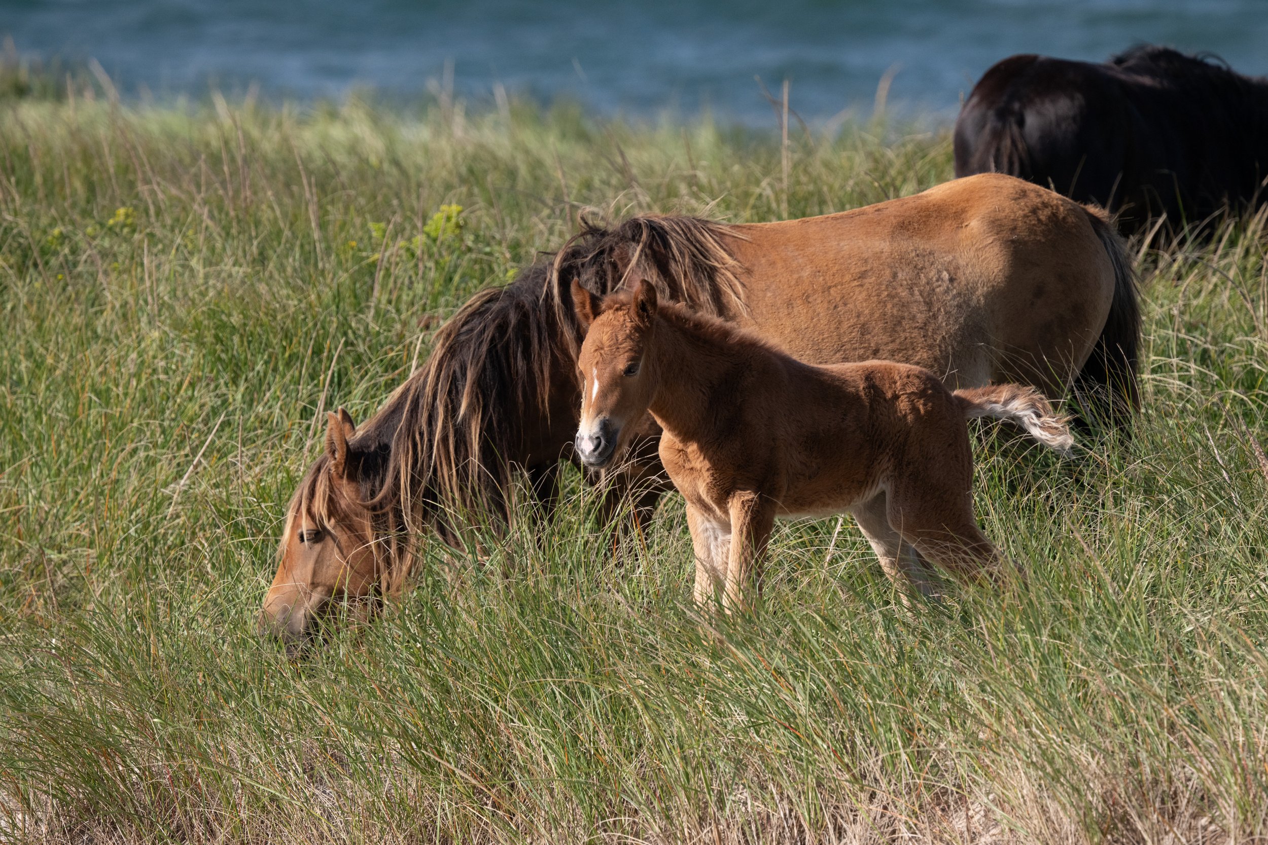 2025-09-12 Sable Island-69.jpg