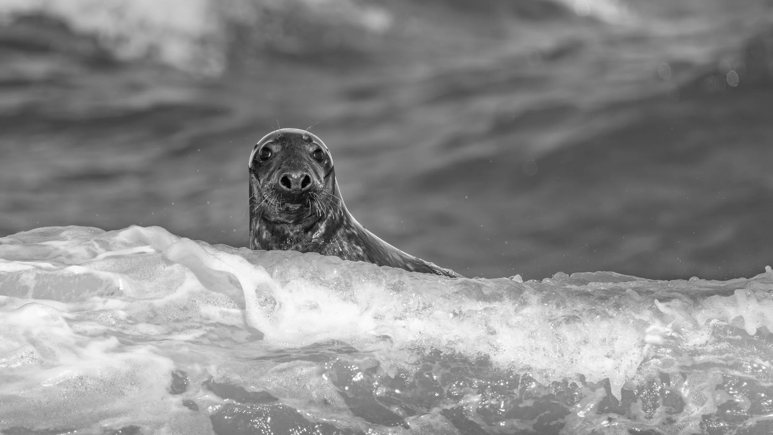 2025-09-12 Sable Island-31.jpg