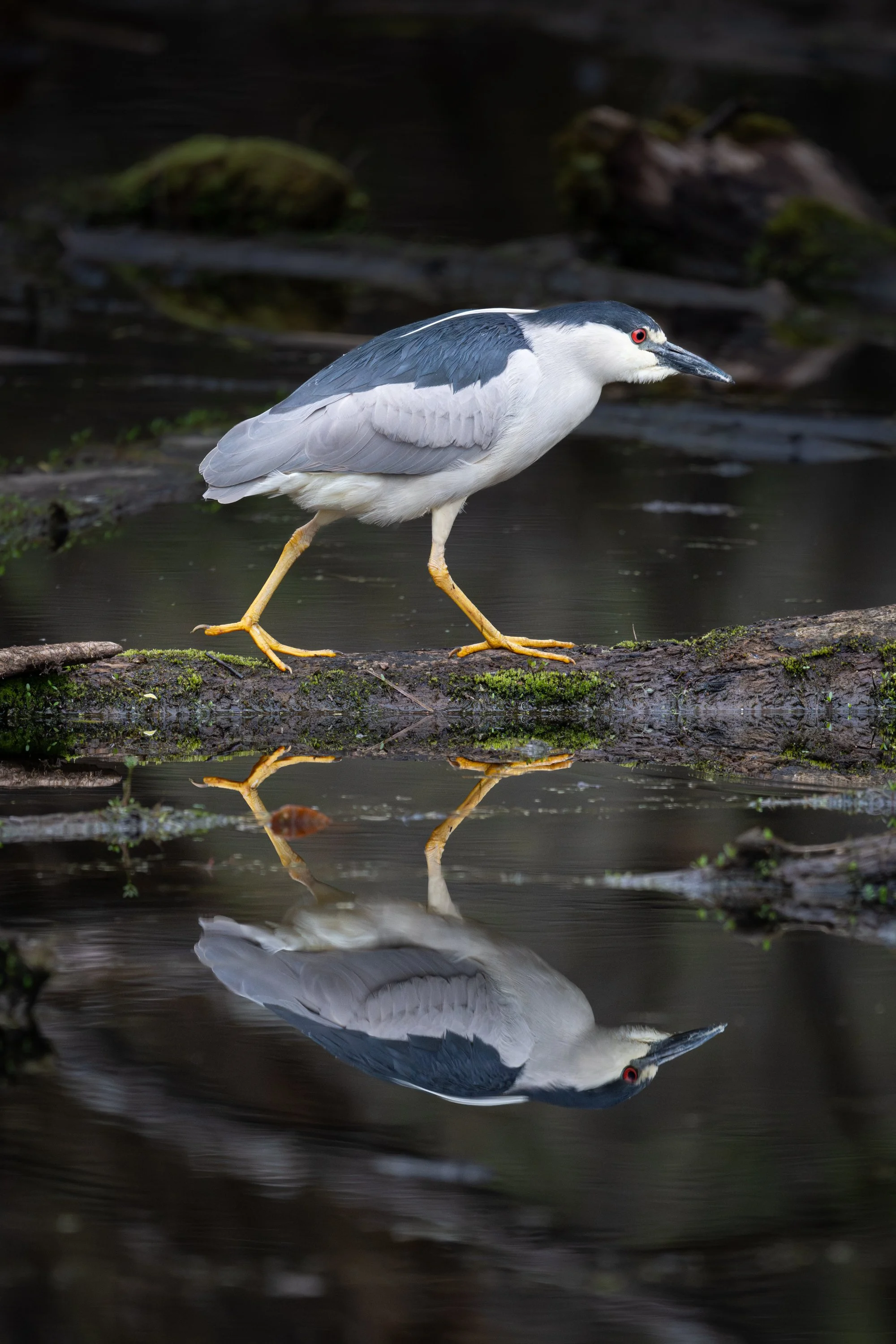 Black-crowned night-heron walking along a mossy log, reflected below, Mud Lake, Ottawa