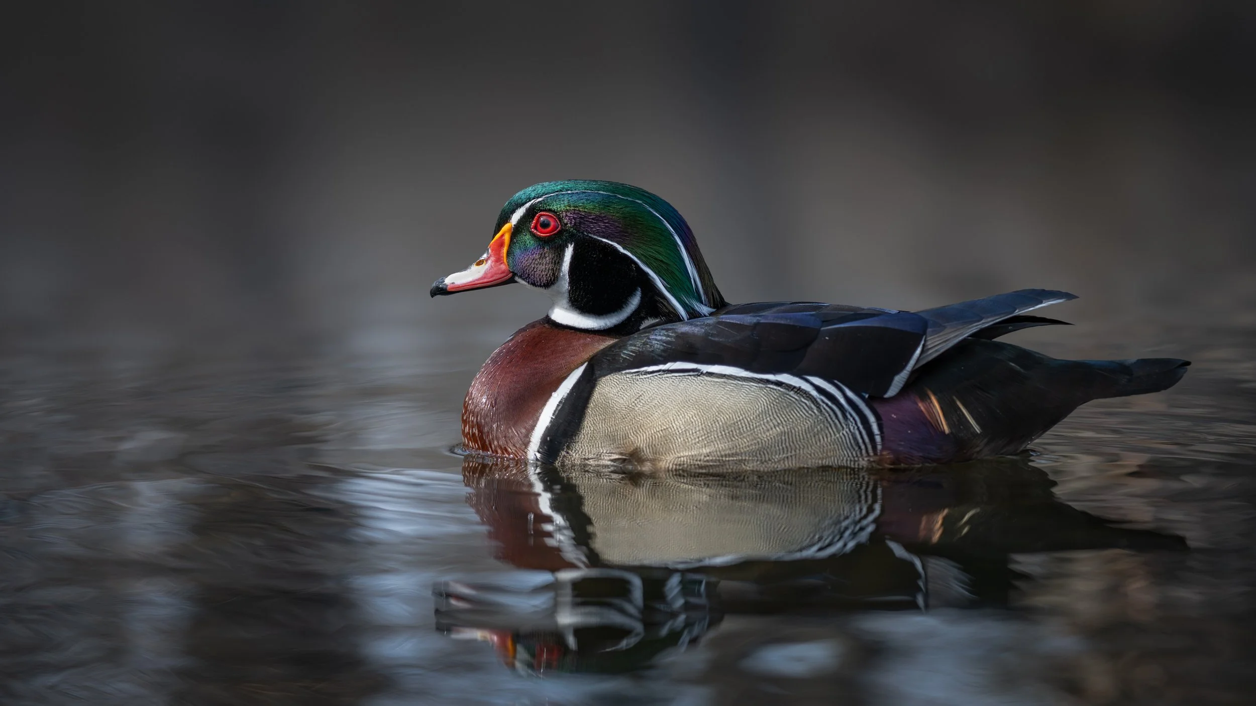 Male wood duck on still water with its reflection, Mud Lake, Ottawa
