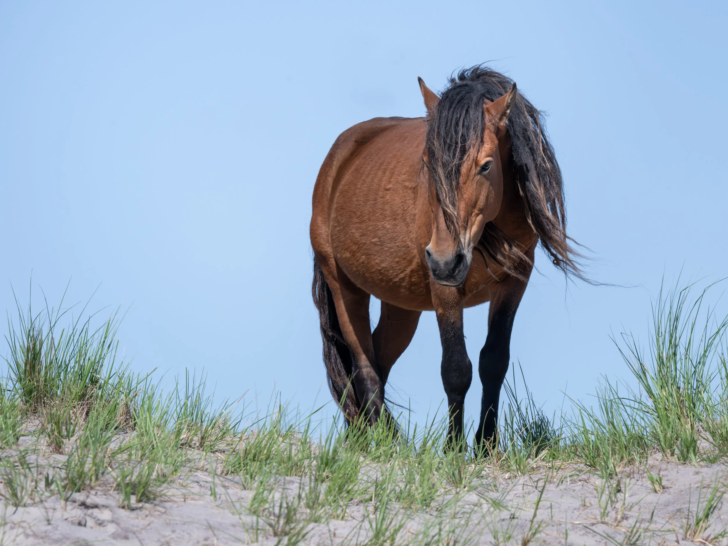 2025-09-12 Sable Island-54.jpg