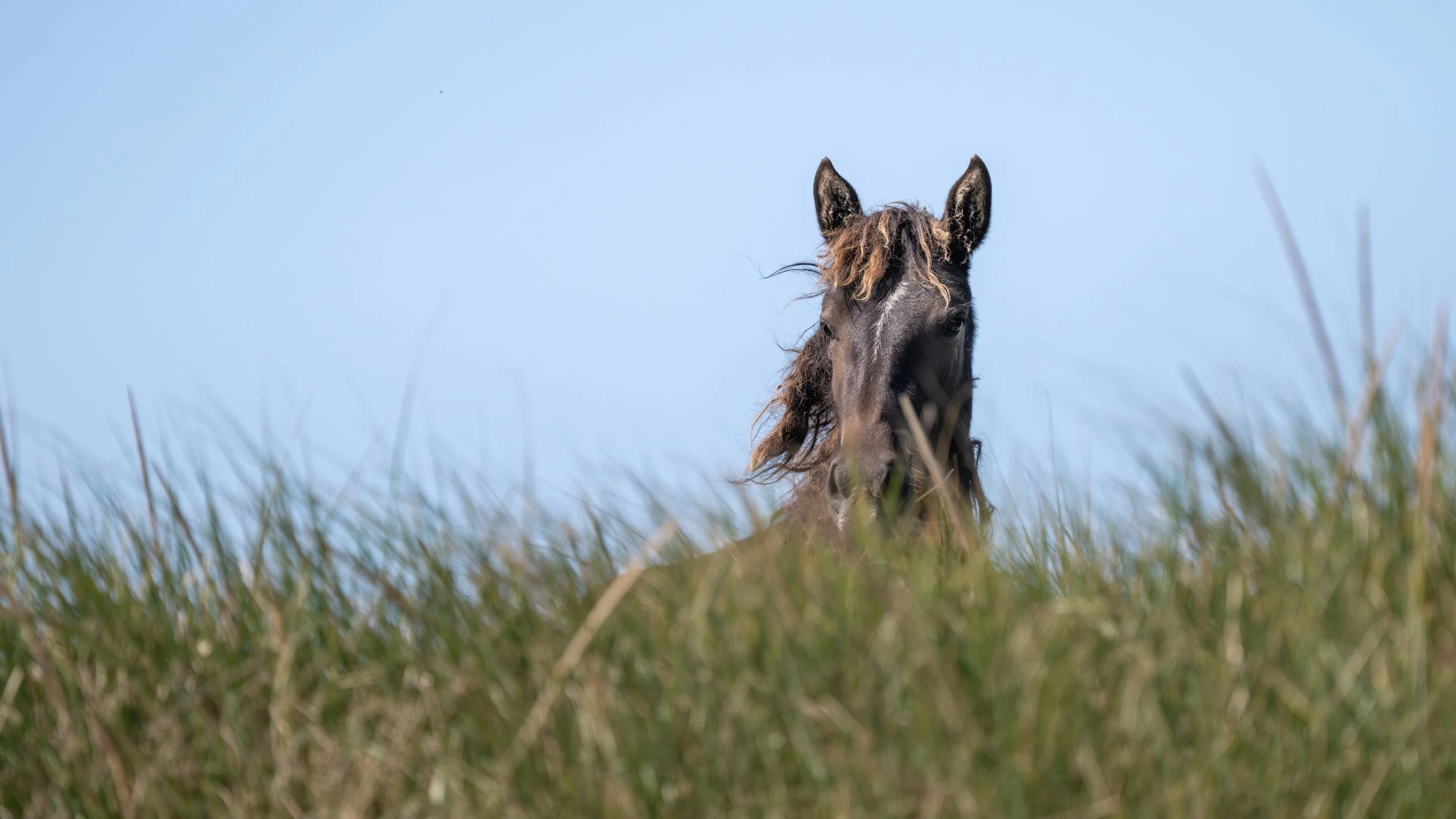 2025-09-12 Sable Island-48.jpg