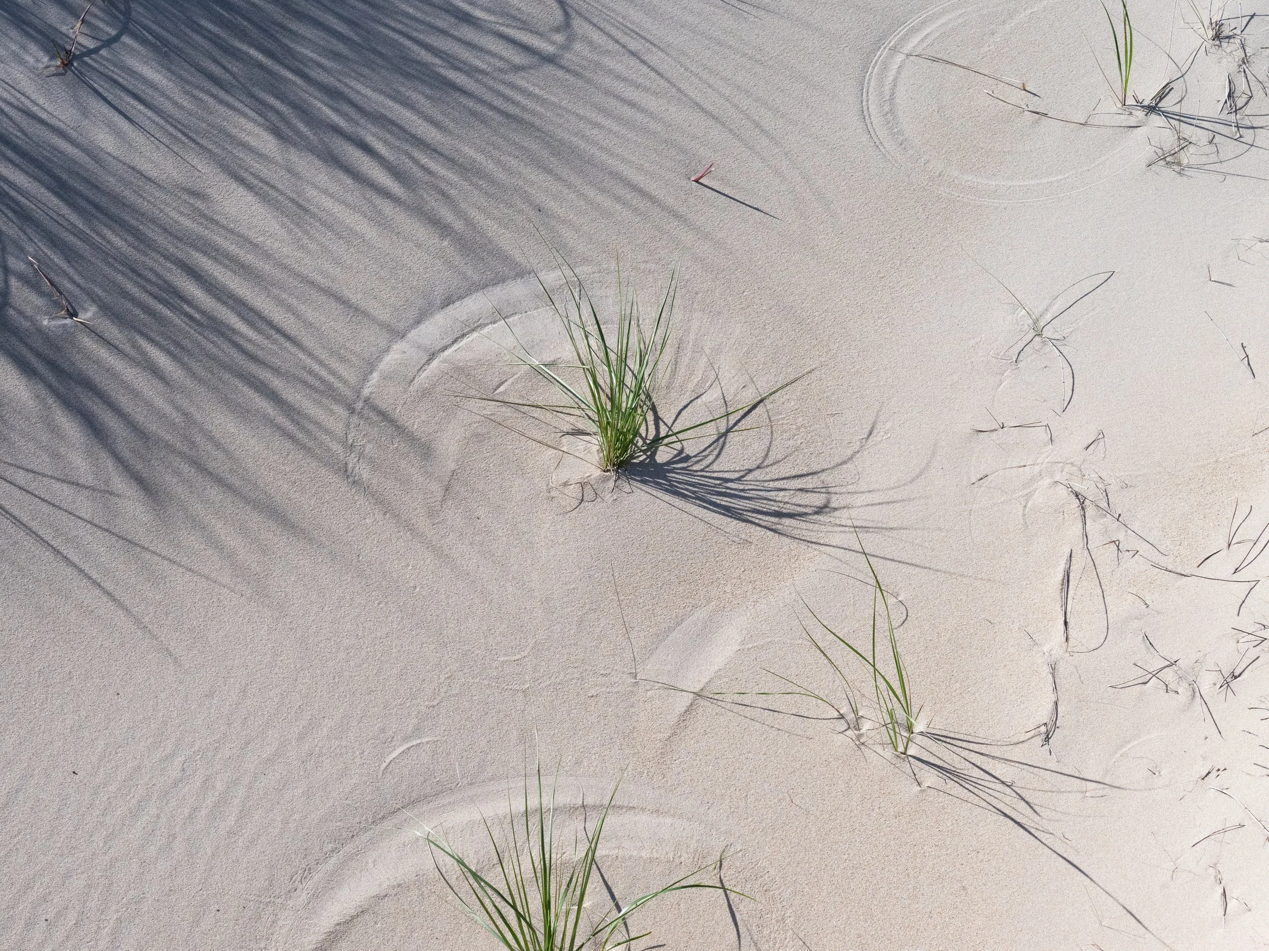 2025-09-12 Sable Island-61.jpg