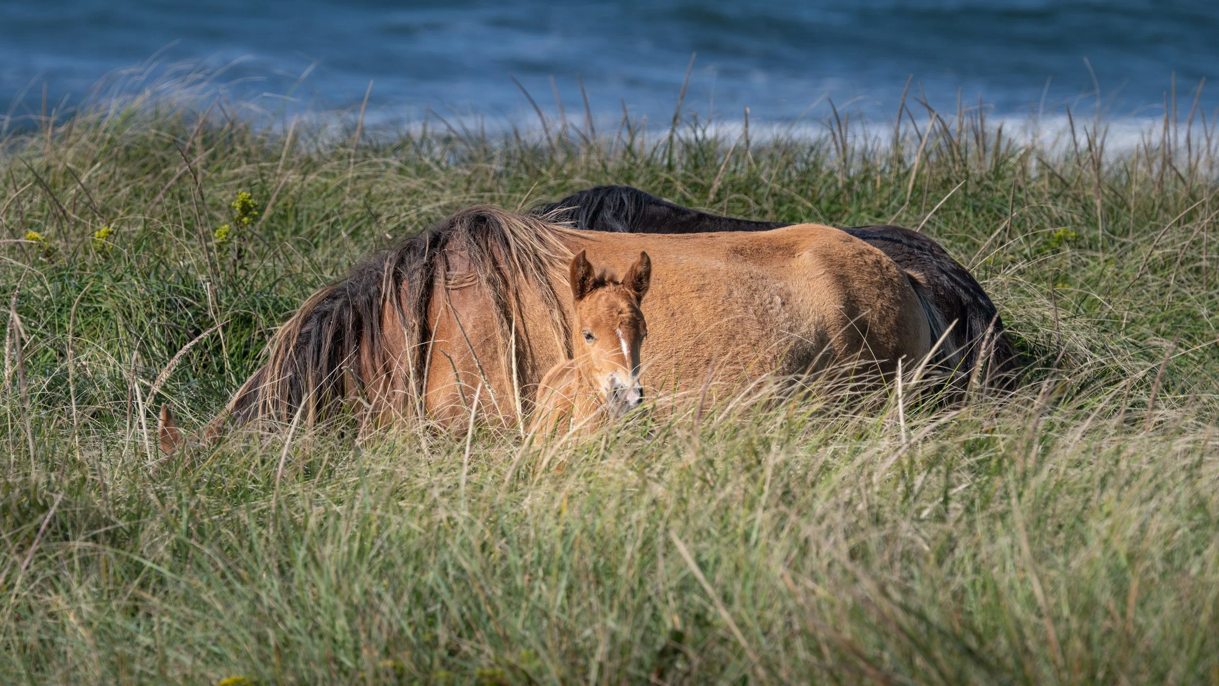 Sable Island
