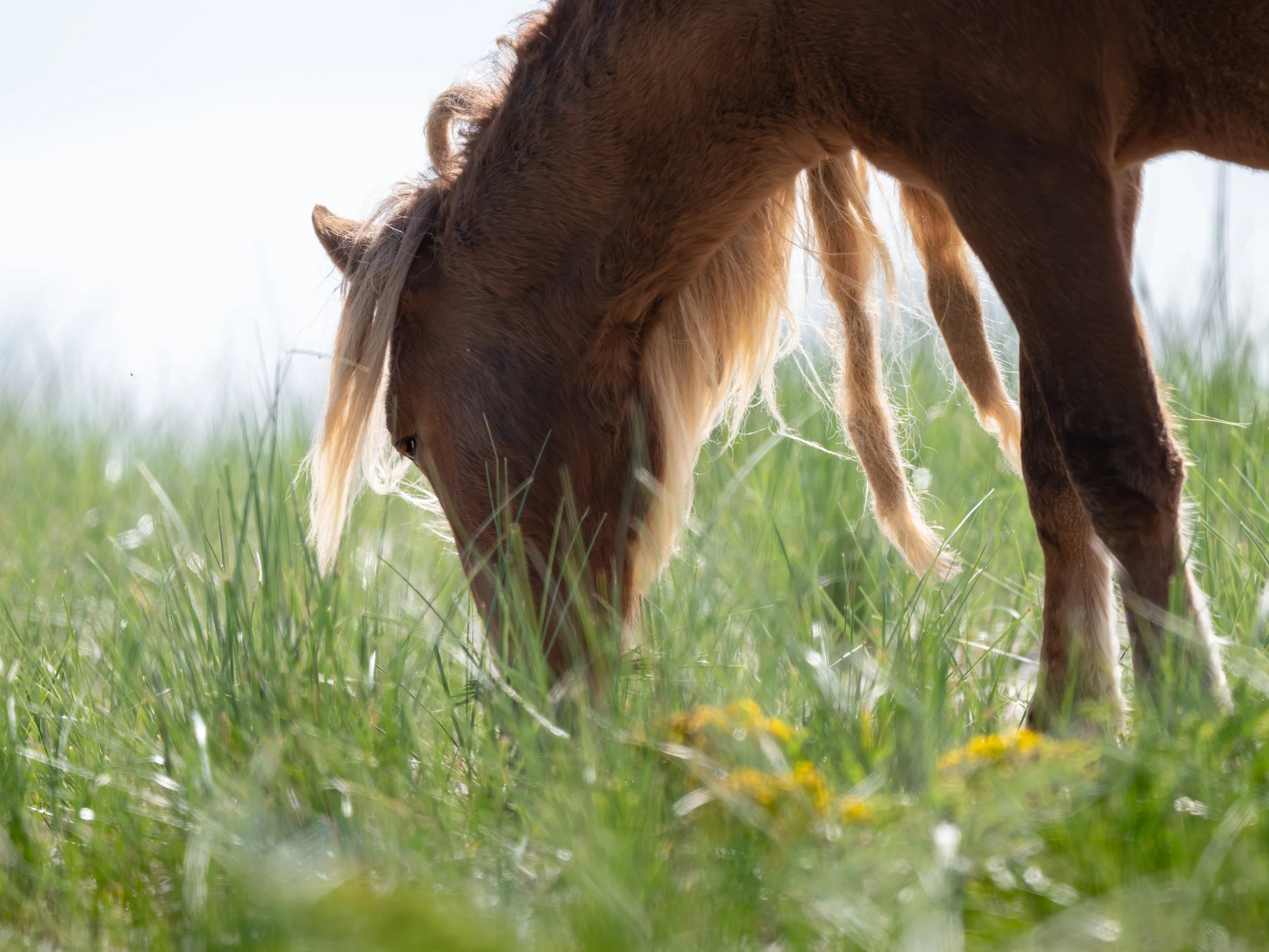 2025-09-12 Sable Island-19.jpg