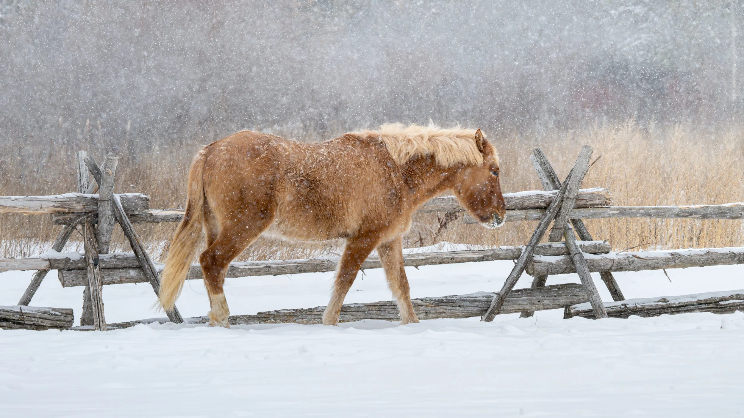 2026-02-22 Spirit Horses-2.jpg