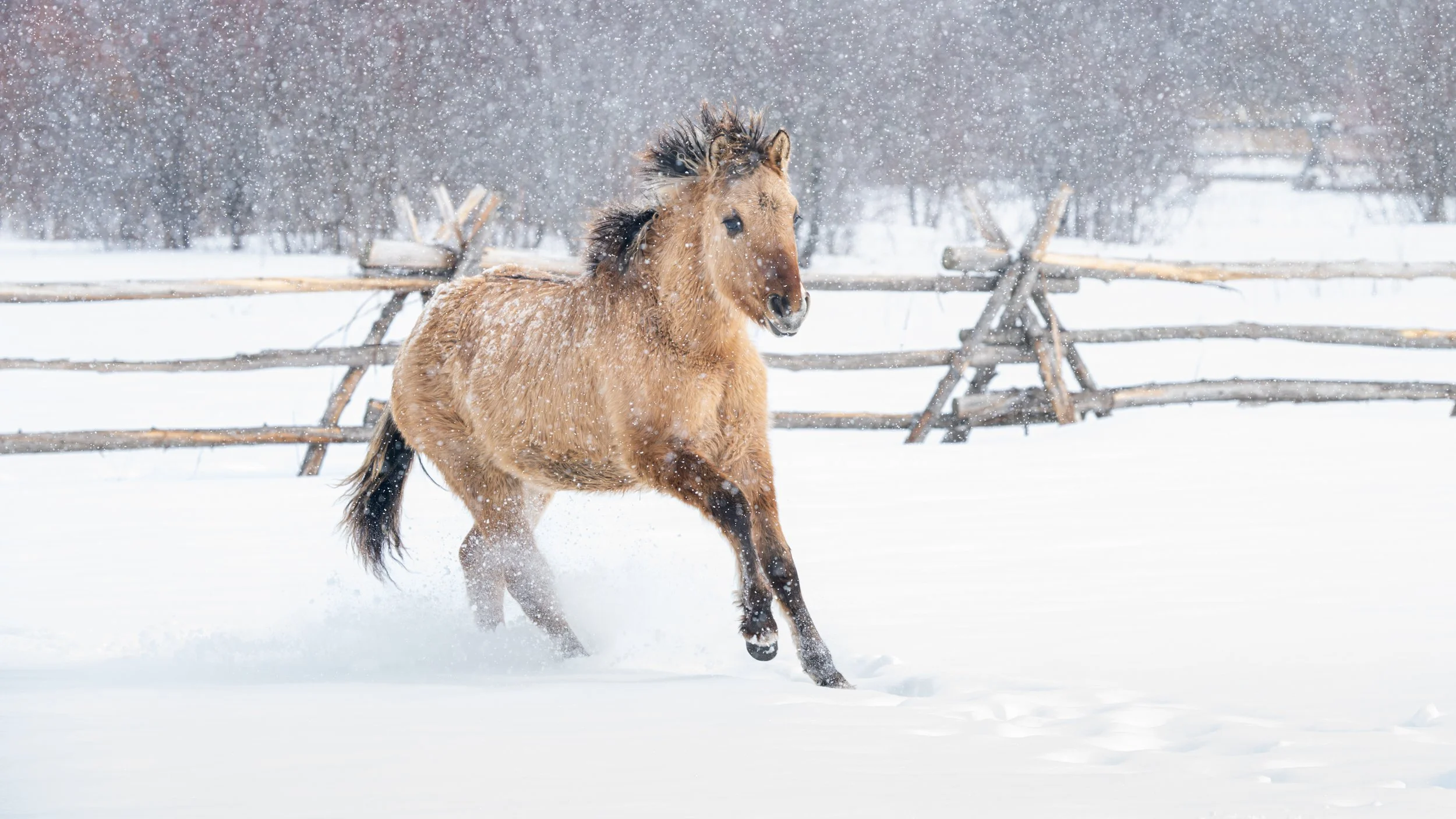 2026-02-22 Spirit Horses-18.jpg