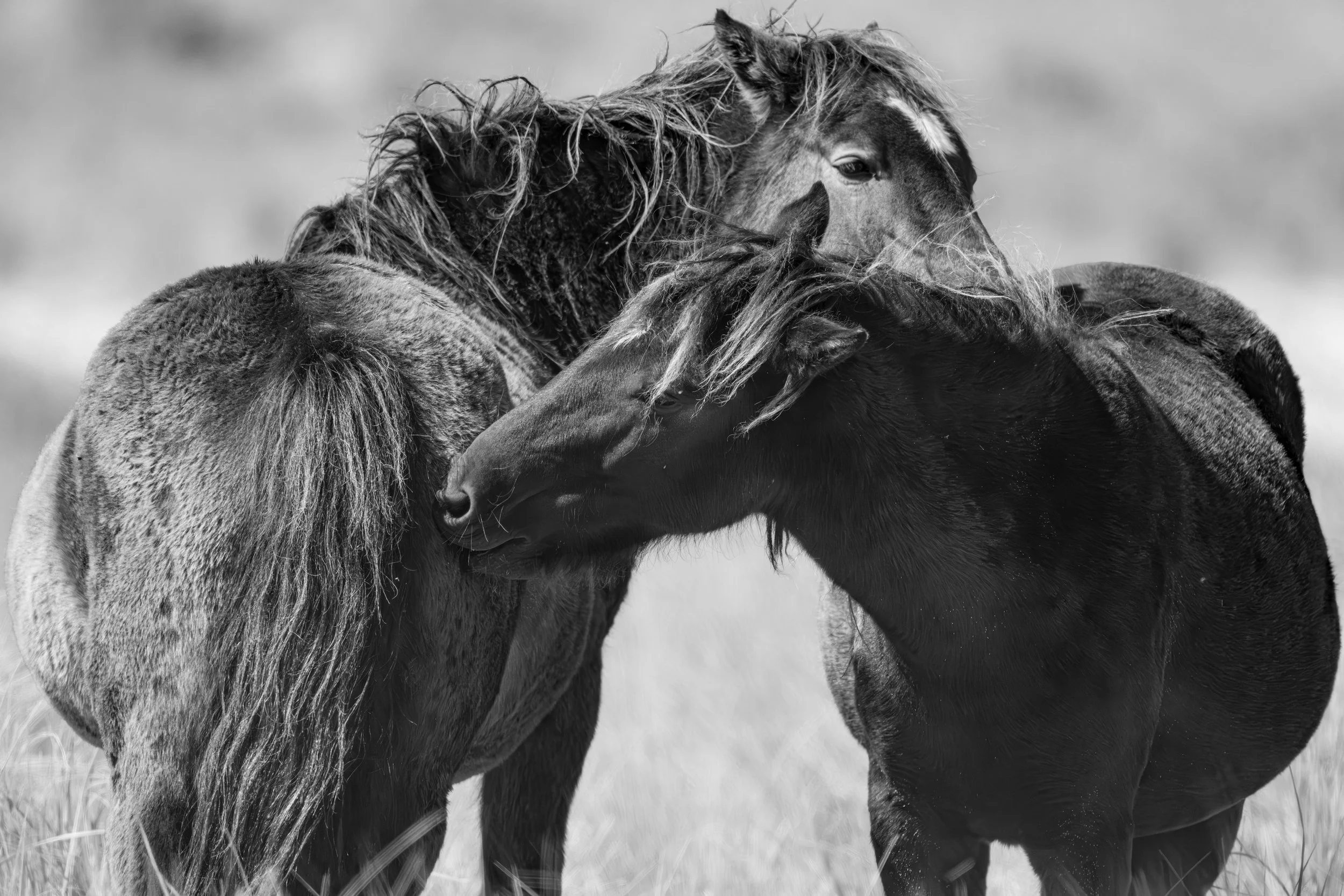 2025-09-12 Sable Island-27.jpg