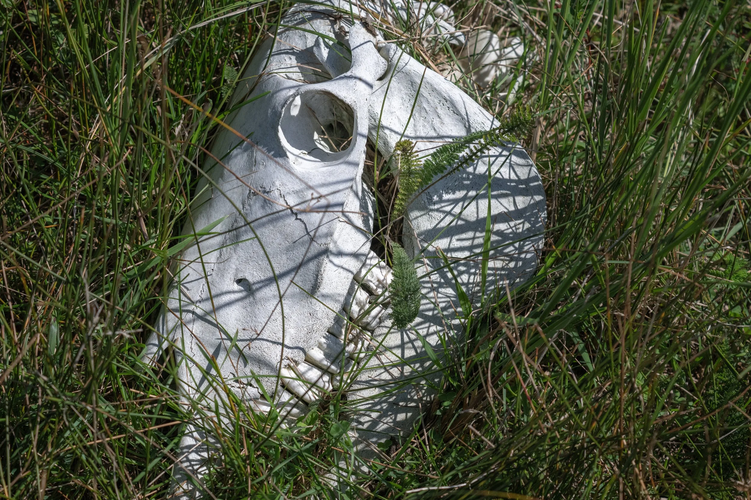 2025-09-12 Sable Island-37.jpg