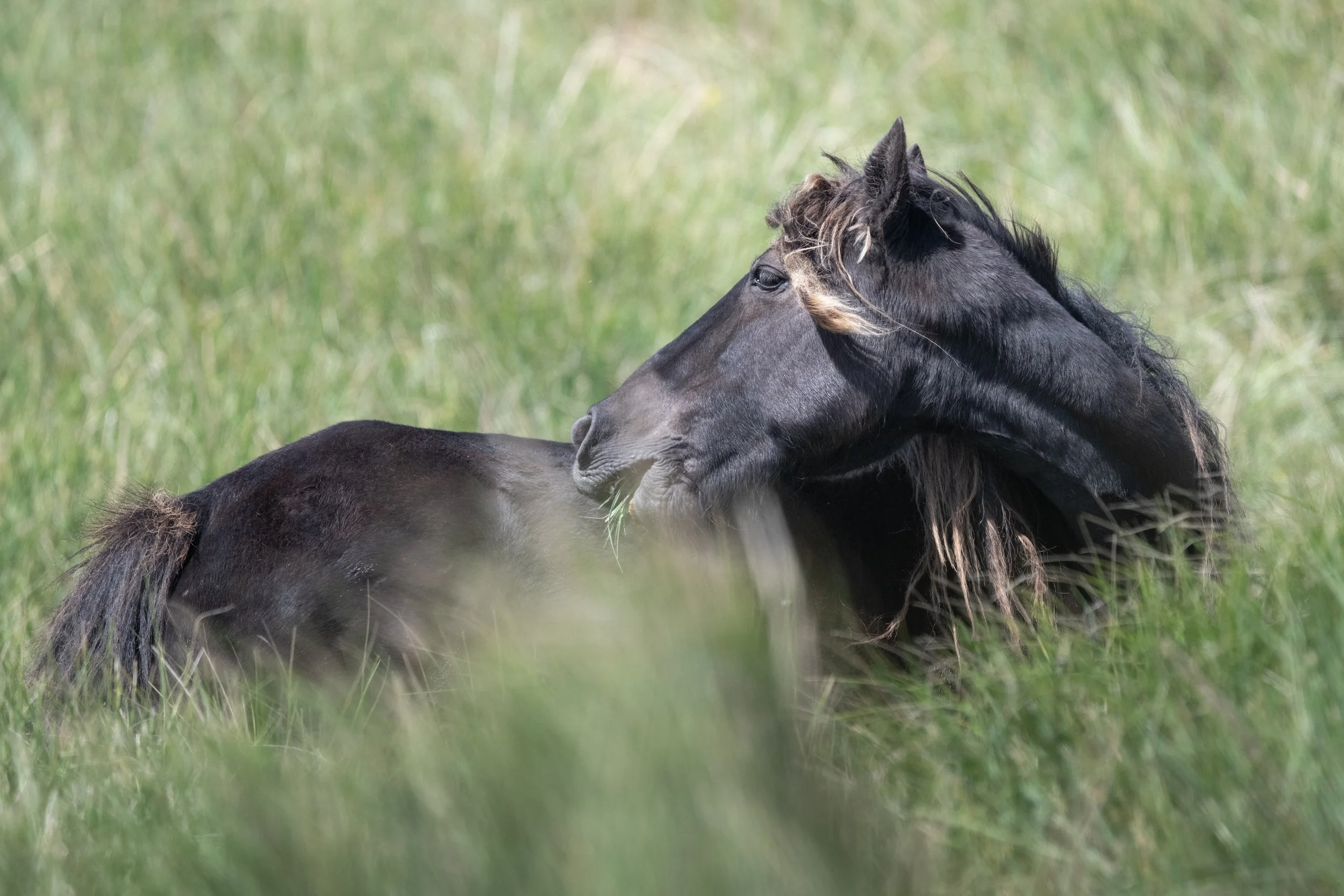 2025-09-12 Sable Island-25.jpg