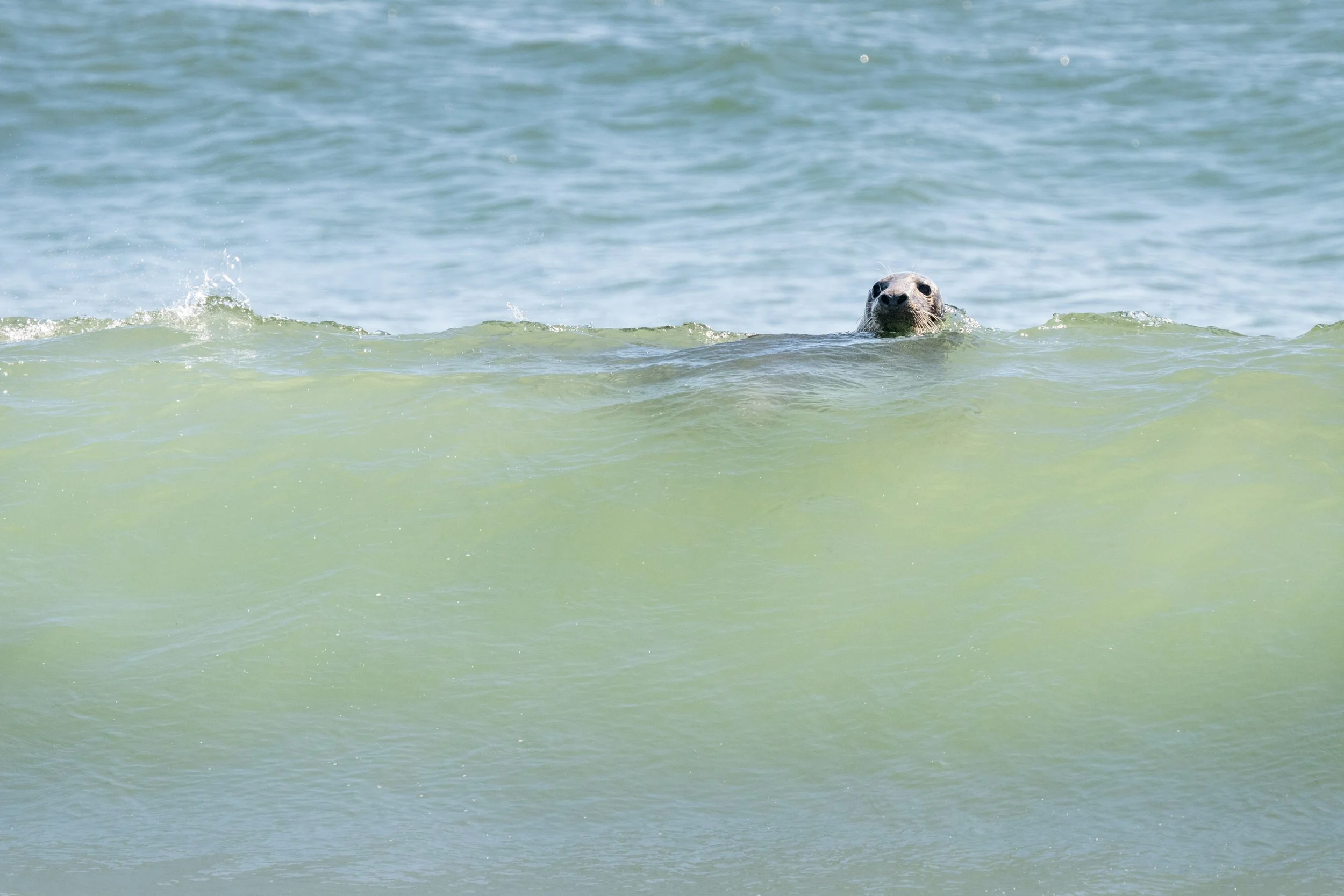 2025-09-12 Sable Island-51.jpg